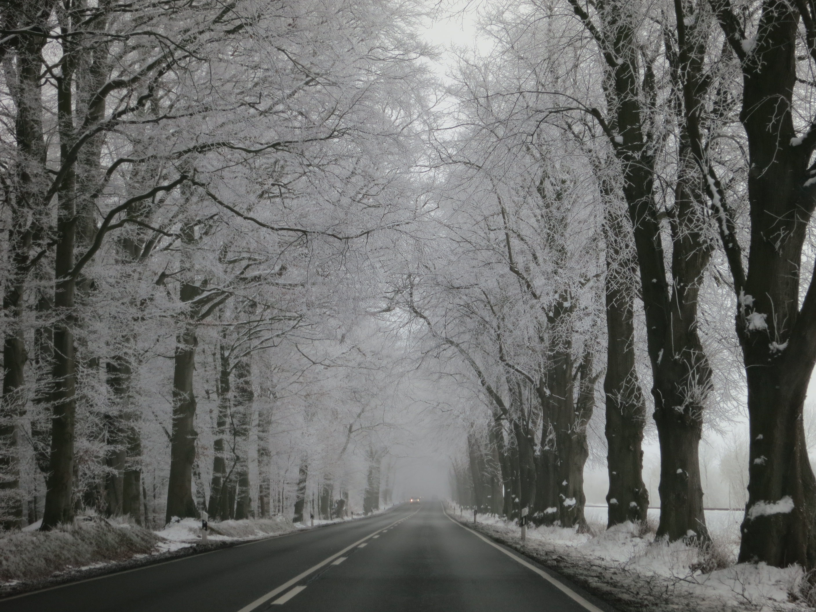 Wallpaper #xWekCpMBSpphPi3-09UJ391 Free Images Forest Branch Black and White Fog Road Mist Frost