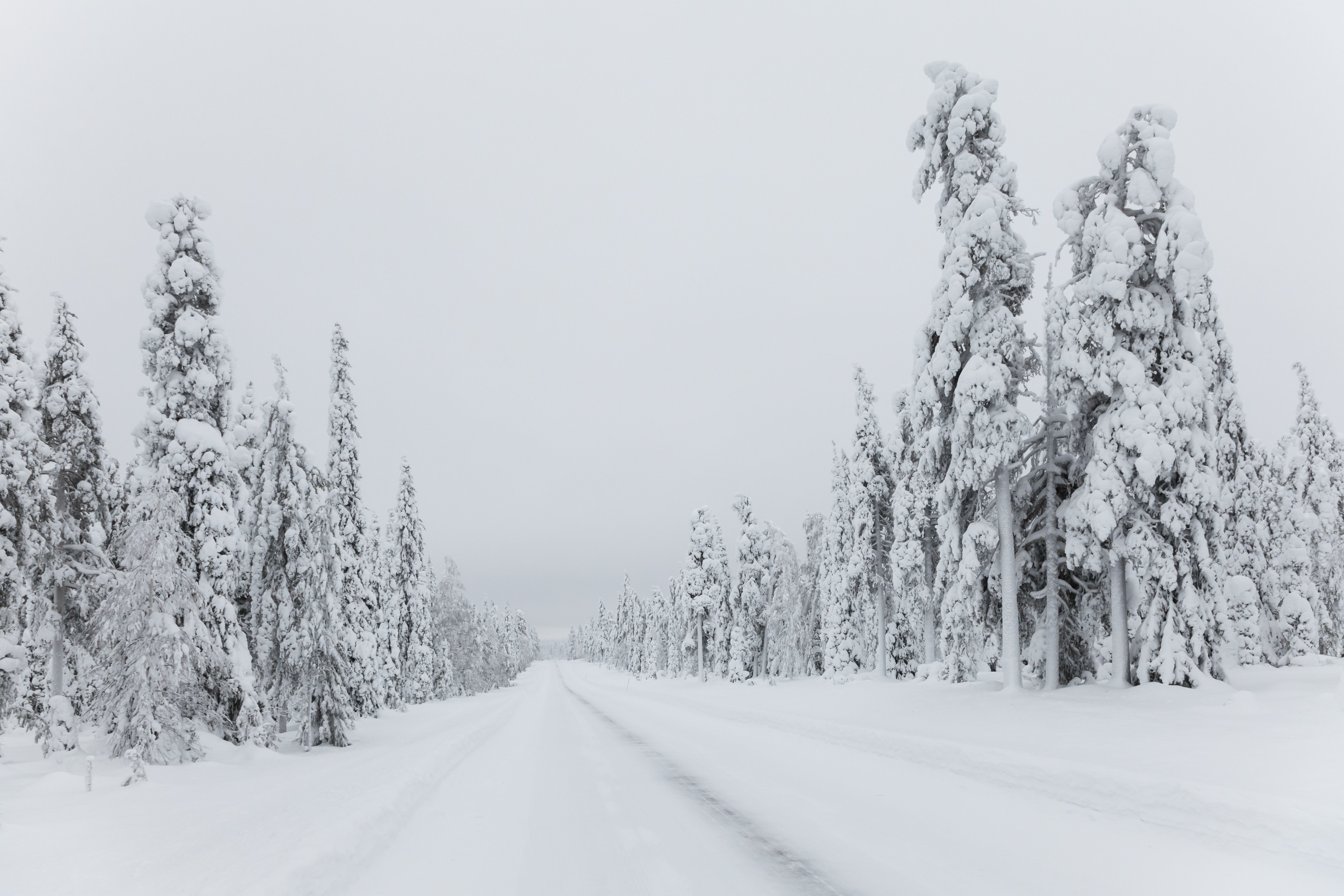 Wallpaper #xWekCpMBSpphPi3-09UJ515 Free Images Tree Forest Branch Snow Black and White Road Frost