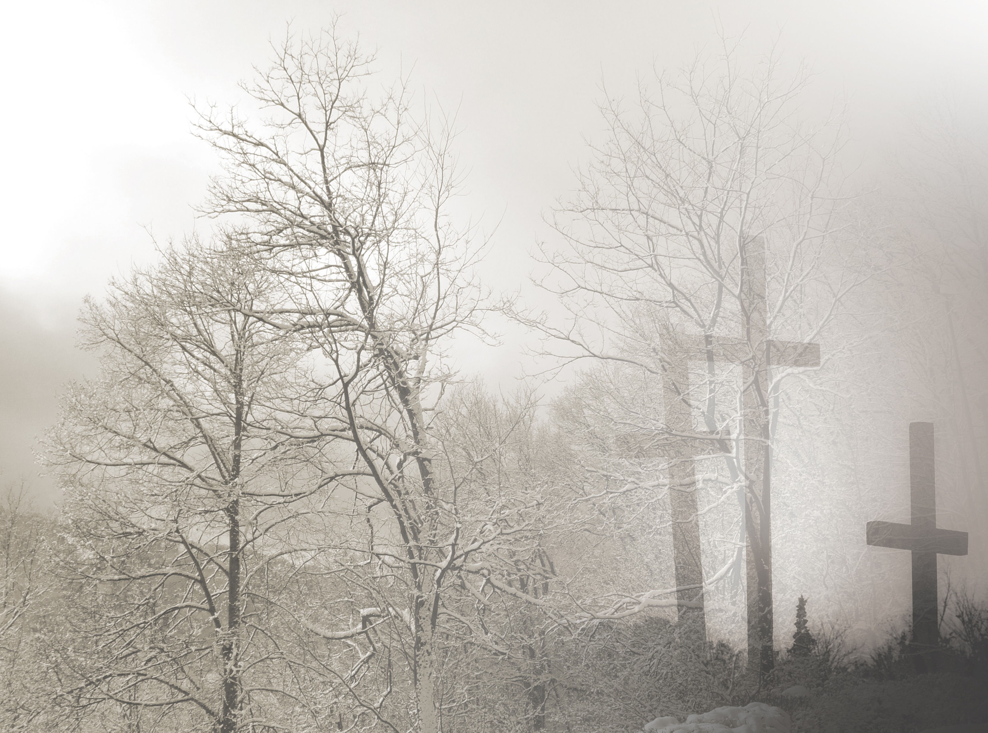 Wallpaper #xWekCpMBSpphPi3-09UJ395 Free Images Tree Branch Snow Cold Black and White Fog Mist