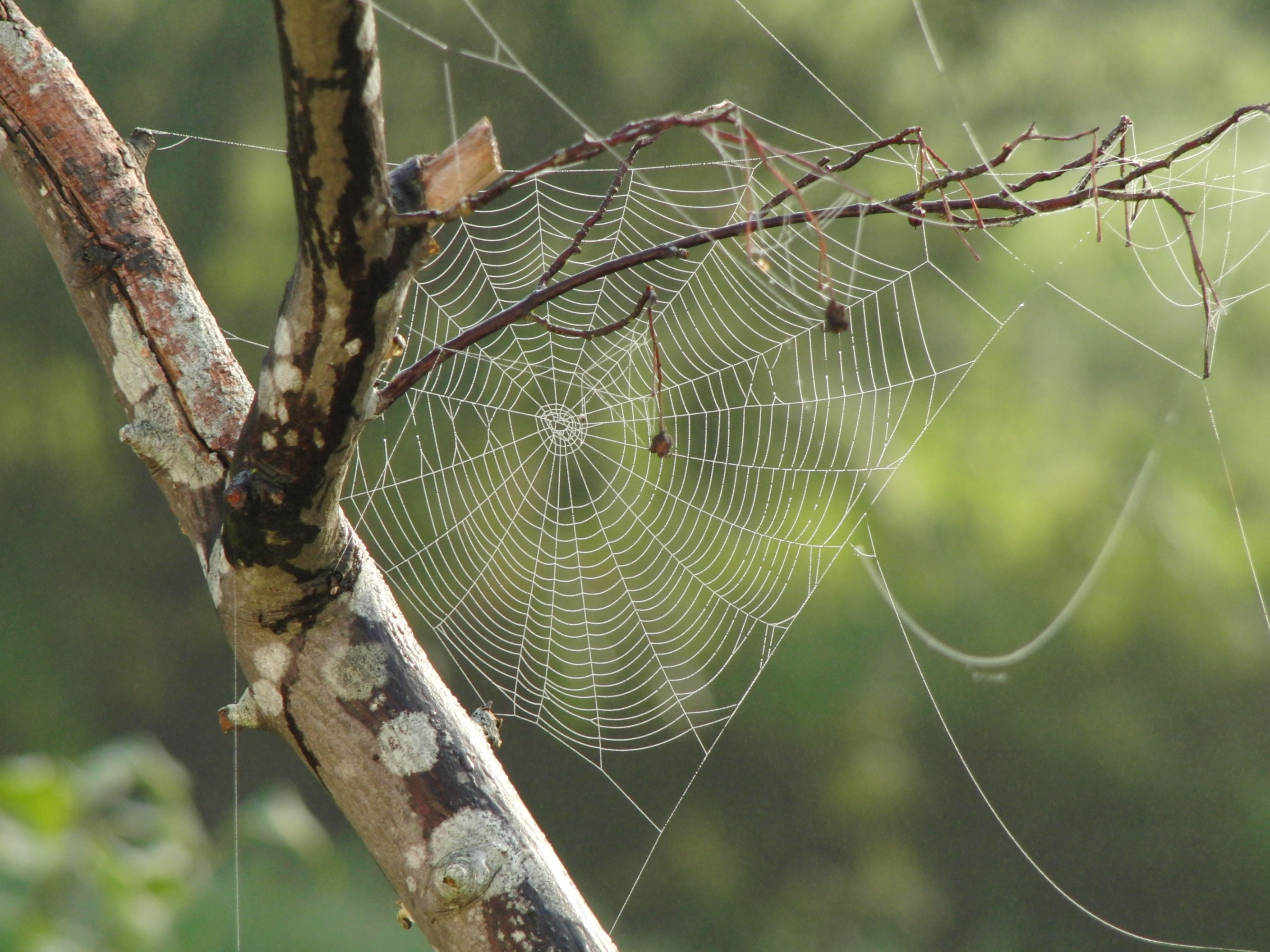 Wallpaper #sRmPEo8BtGB6xQ78gGNG30 Free Images Tree Branch Spiderweb Pattern Insect Natural Fauna
