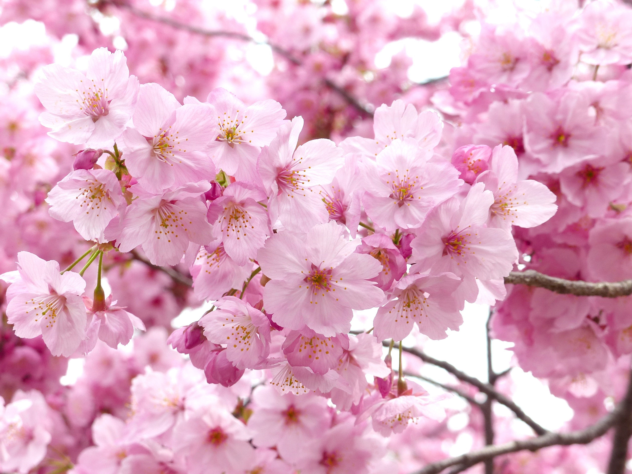 Wallpaper #-2em8JIBSpphPi3-dWf1169 Japanese Flower Backgrounds