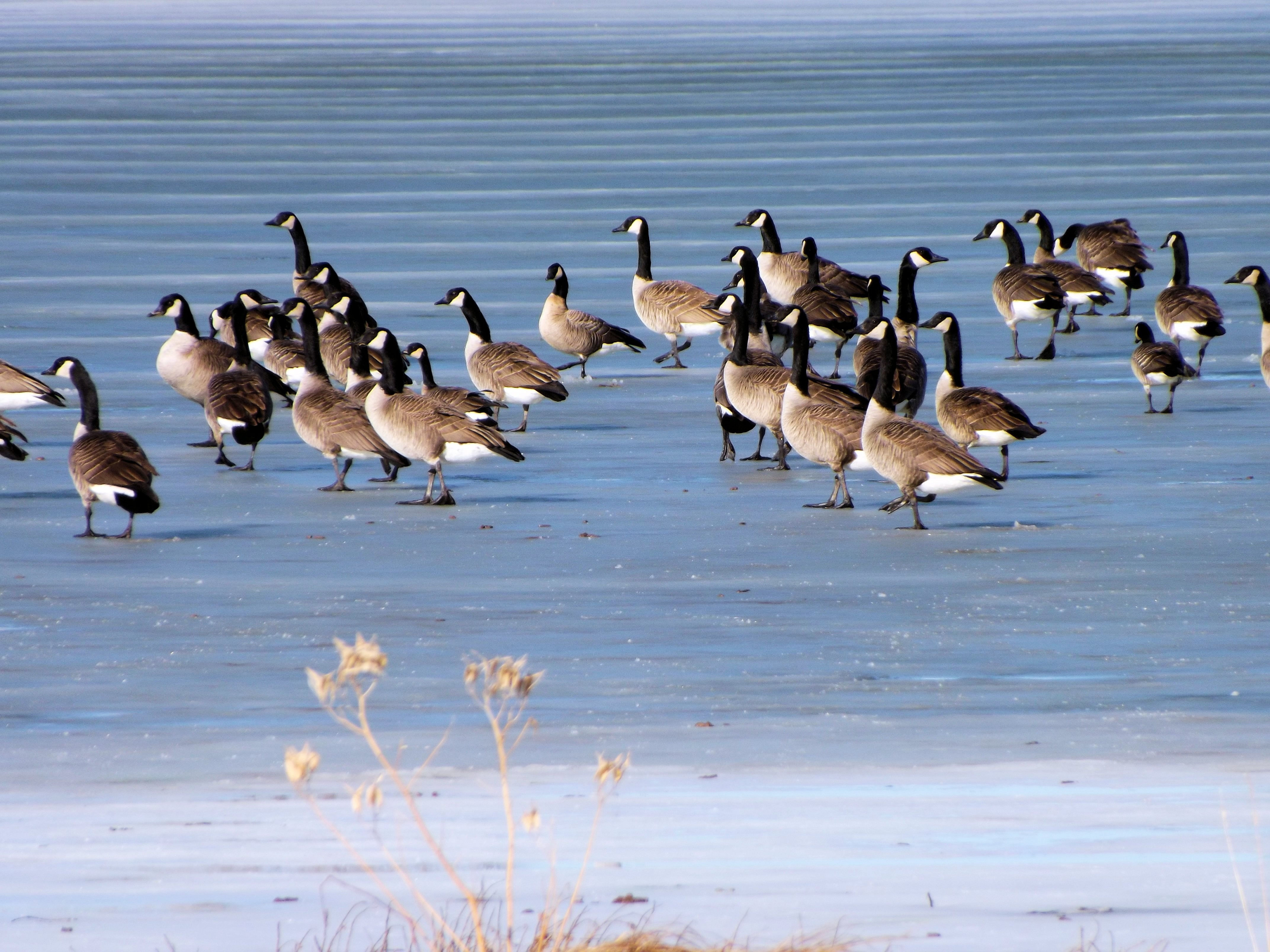 Wallpaper #4334F Canada Goose Migration a Complete Guide Birdfact