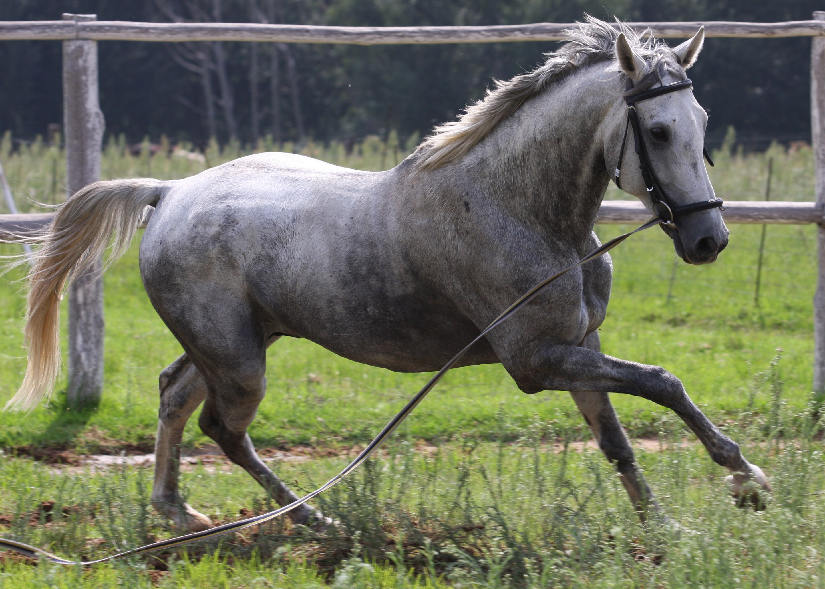Wallpaper #ovBcgJcBi4JM6agGYCEx22 Free Images Pasture Stallion Mane Fauna Equestrian Bridle