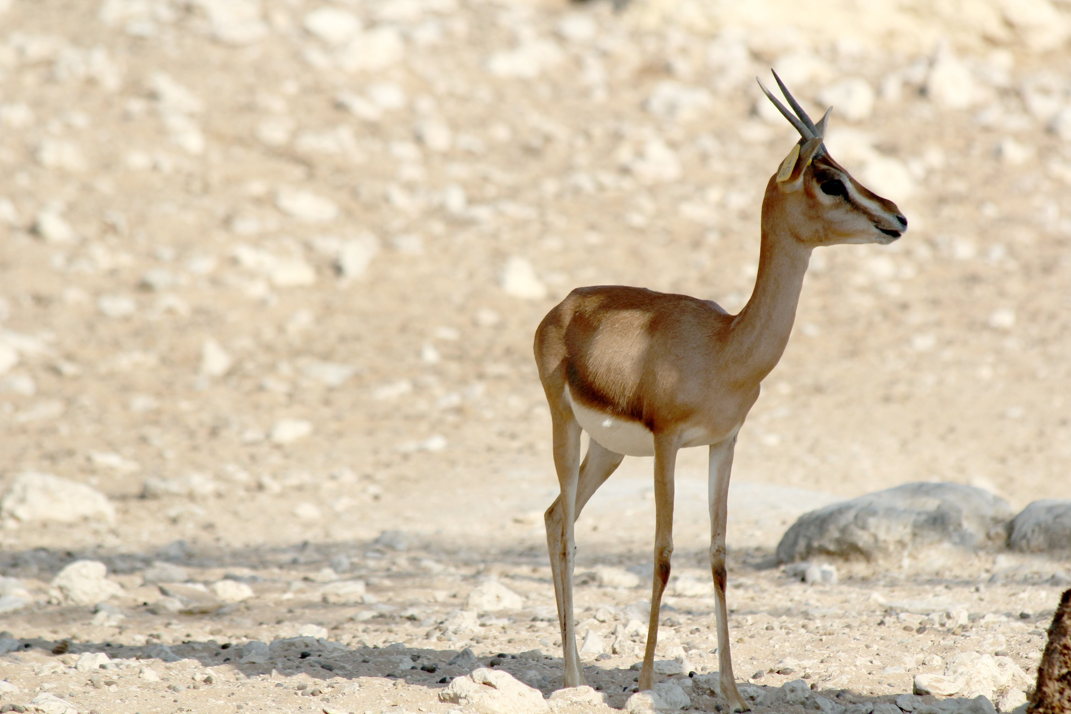 Wallpaper #Y3fvJ5MB-pgBXx6056hz184 Free Images Nature Sand Desert Animal Wild Deer Natural Mammal