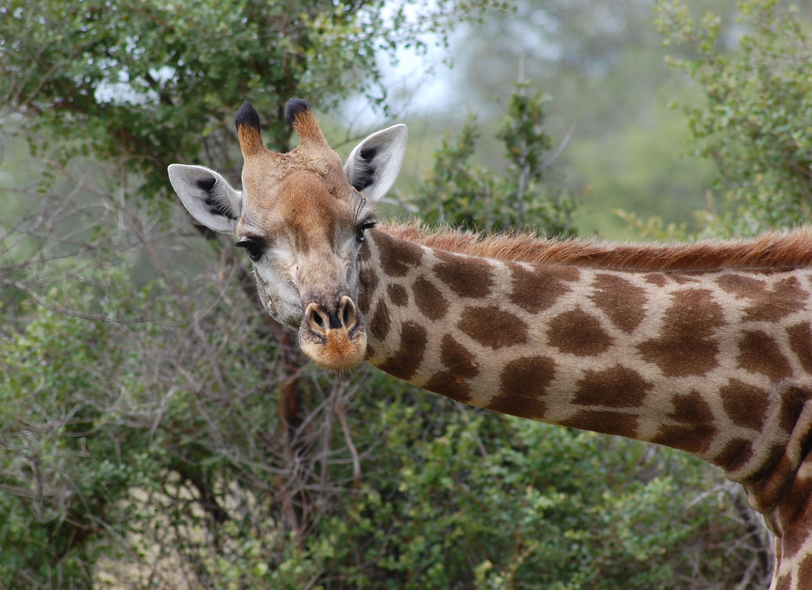 Wallpaper #Y3fvJ5MB-pgBXx6056hz187 Free Images Nature Animal Wildlife Zoo Mammal Fauna Giraffe