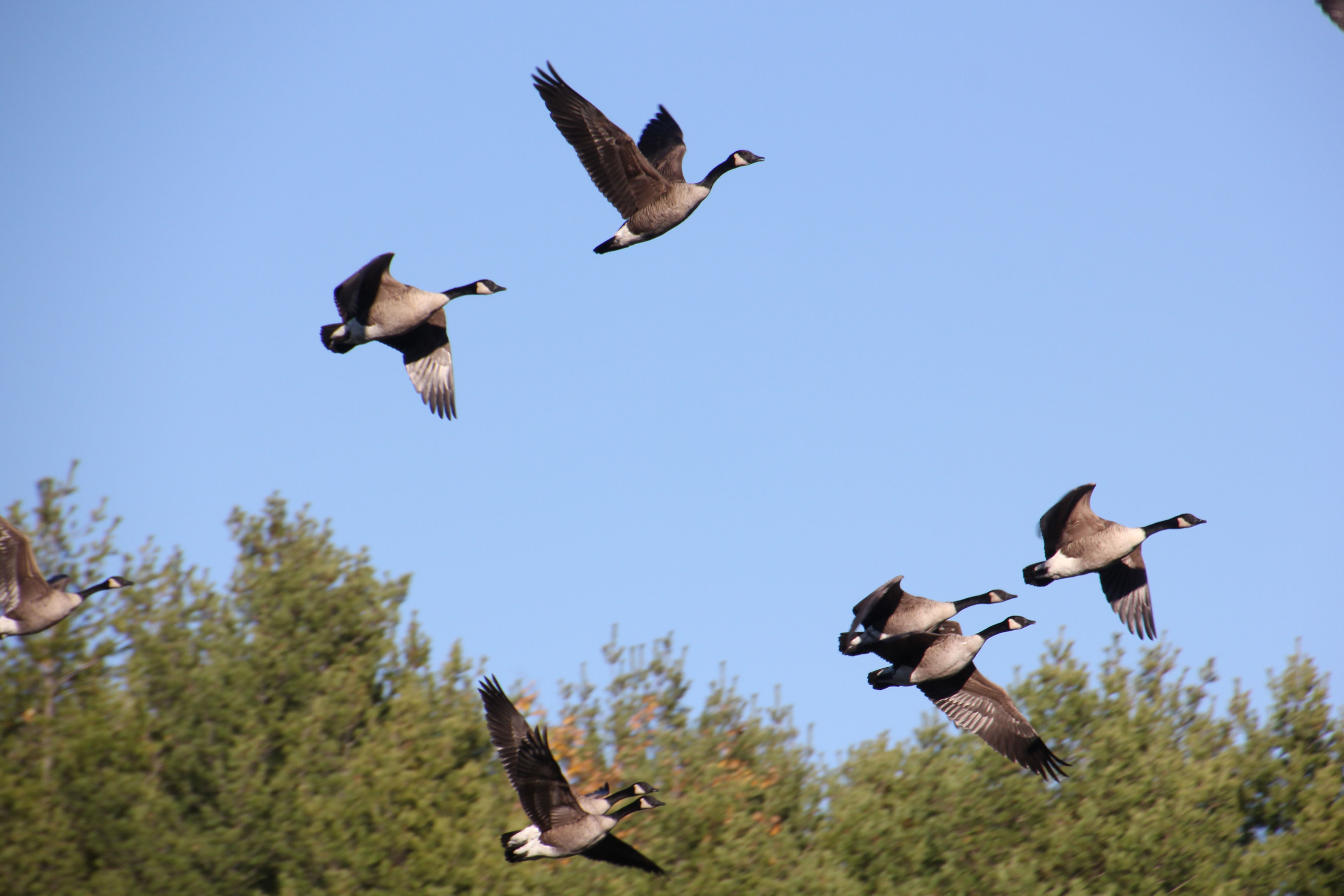 Wallpaper #4334F Canada Goose Migration a Complete Guide Birdfact