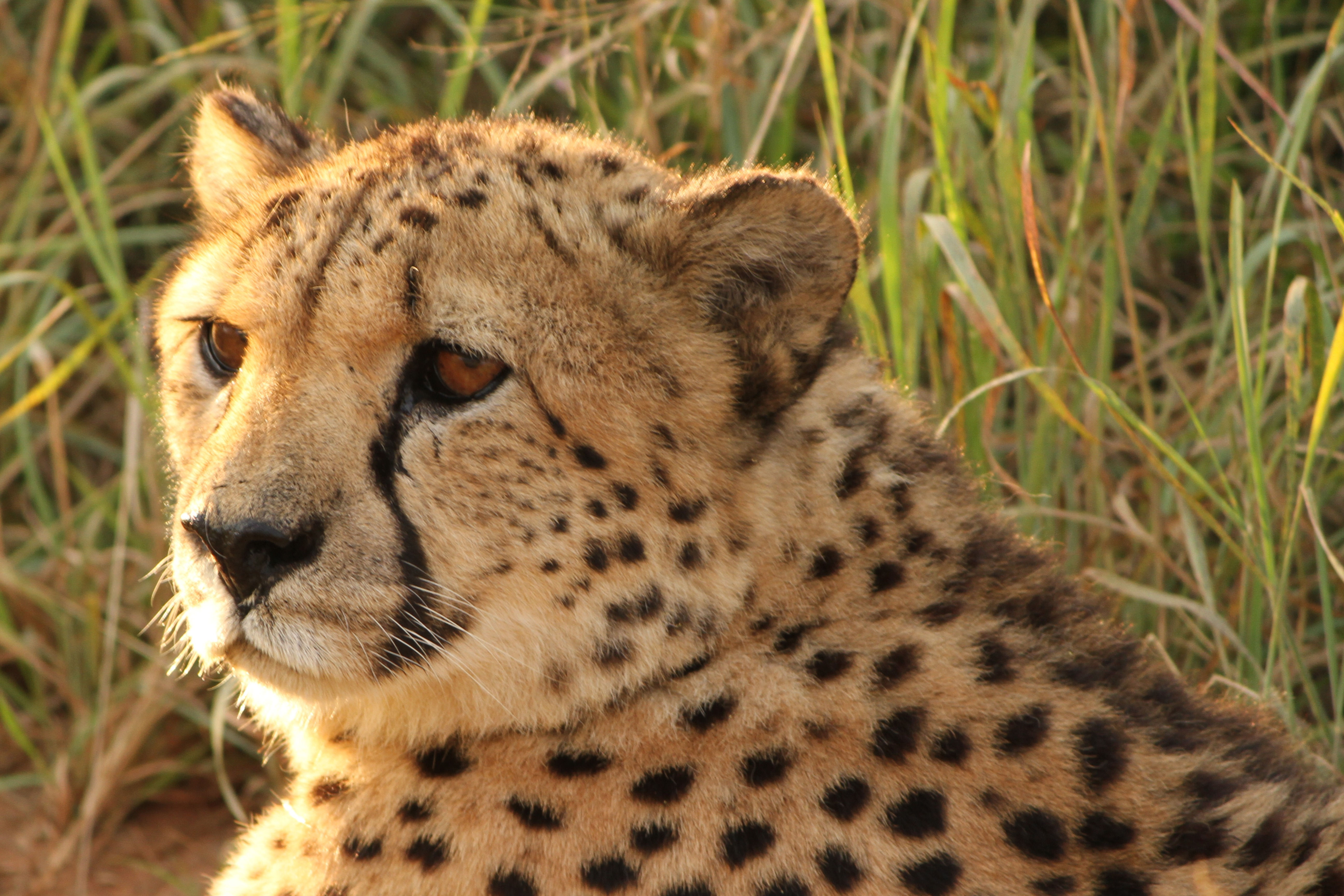 Wallpaper #sXf8J5MB-pgBXx60hKh291 Kostenlose Foto Natur Wildnis Tierwelt Wild Afrika Raubtier