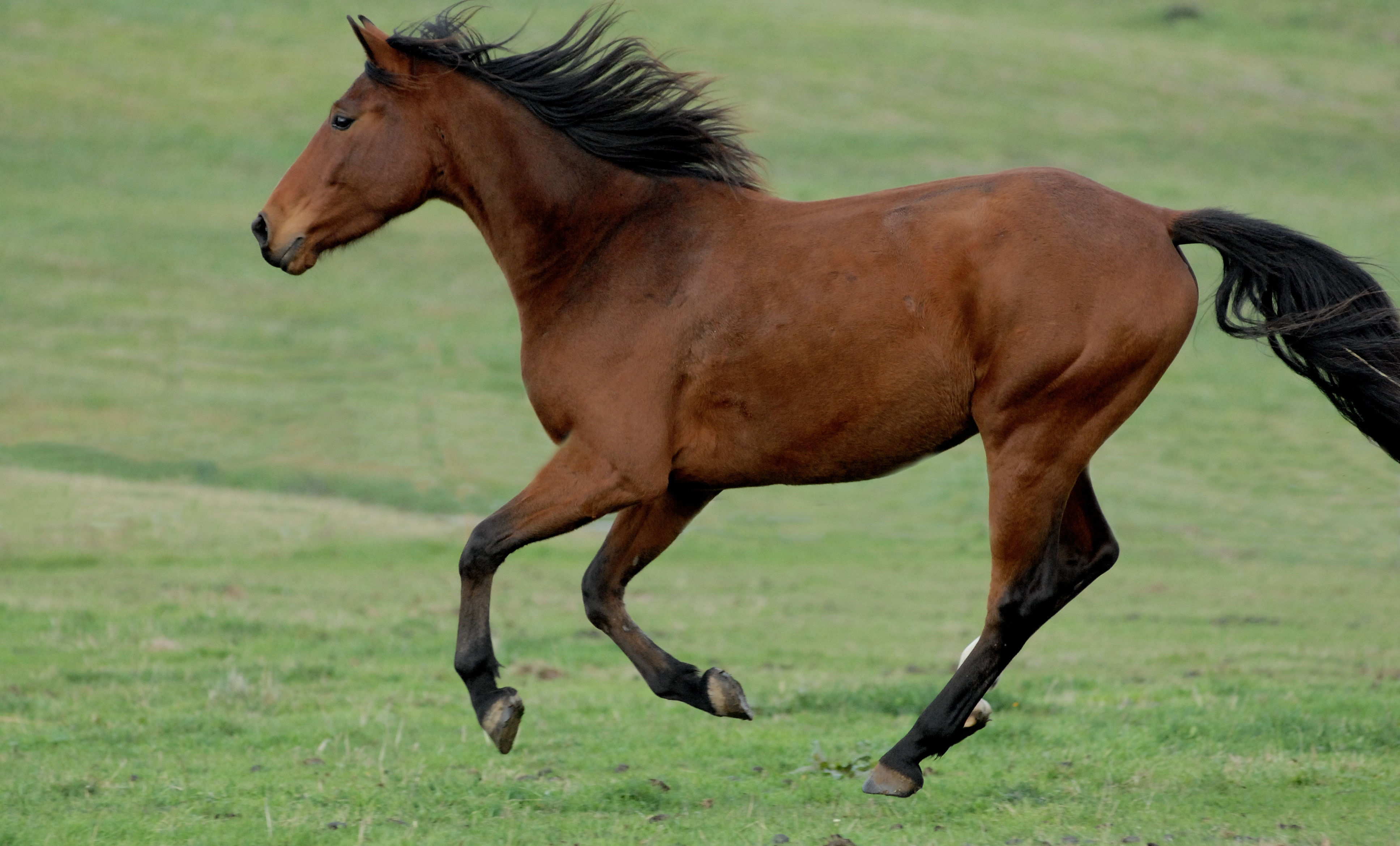 Wallpaper #IkWpjo4B7YBJg1BV953b21 Free Images Nature Prairie Pasture Grazing Stallion Mane