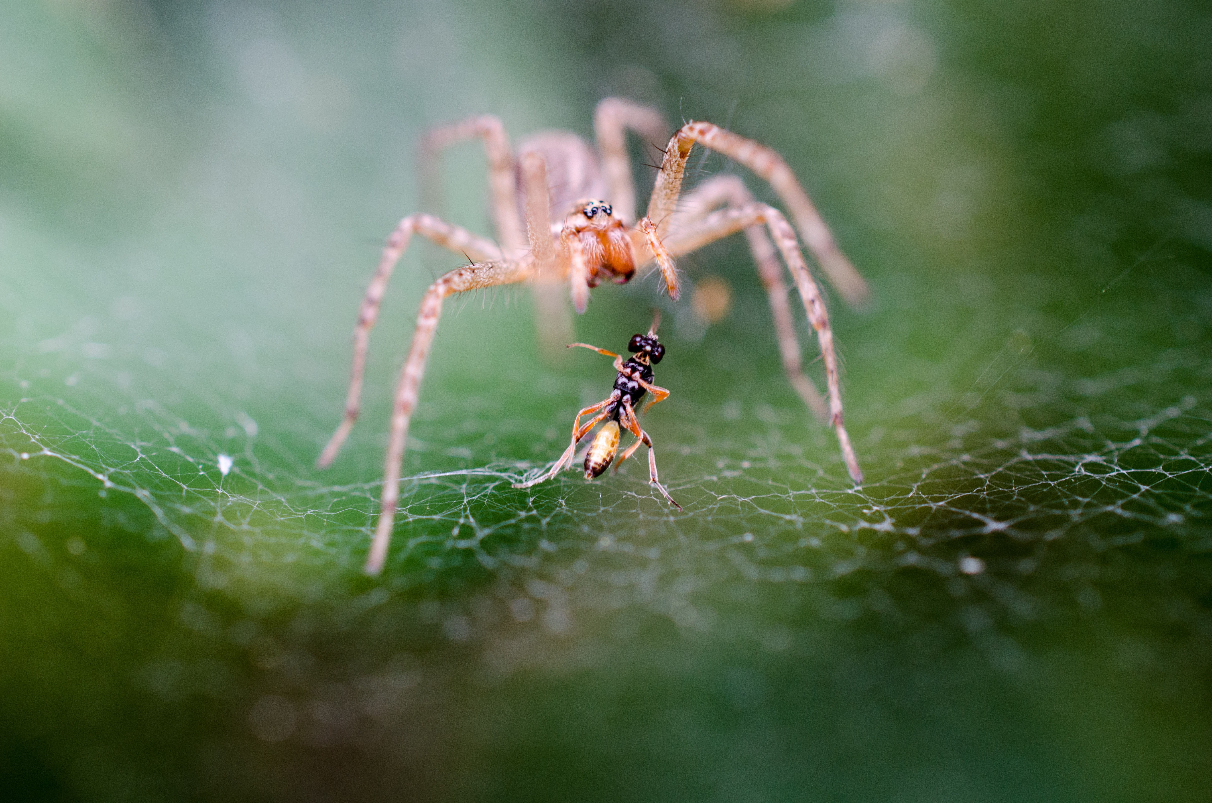 Wallpaper #ce6bd Giant Spider on the Ceiling of an Abandoned Psychiatric Hospital R