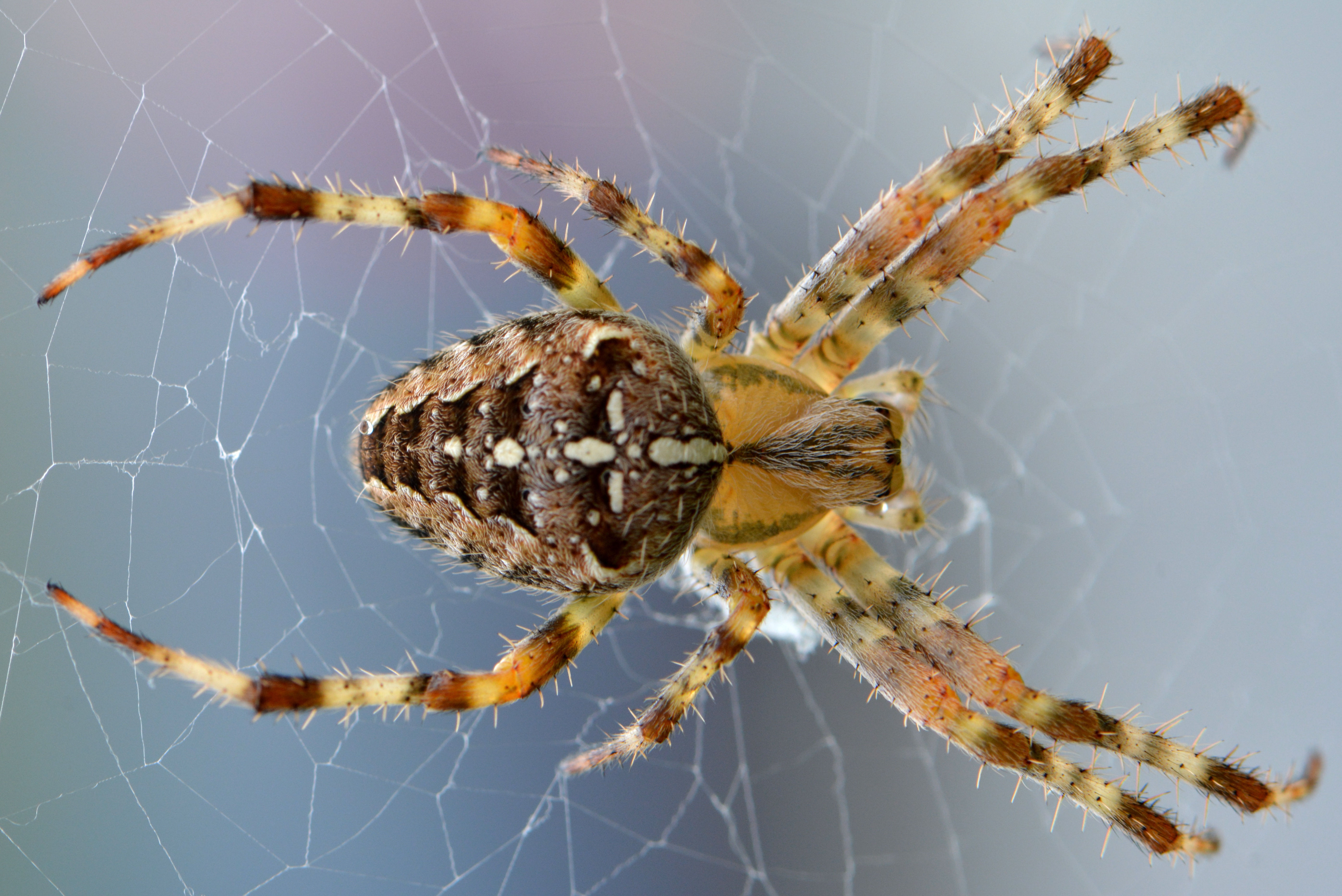 Wallpaper #ce6bd Giant Spider on the Ceiling of an Abandoned Psychiatric Hospital R