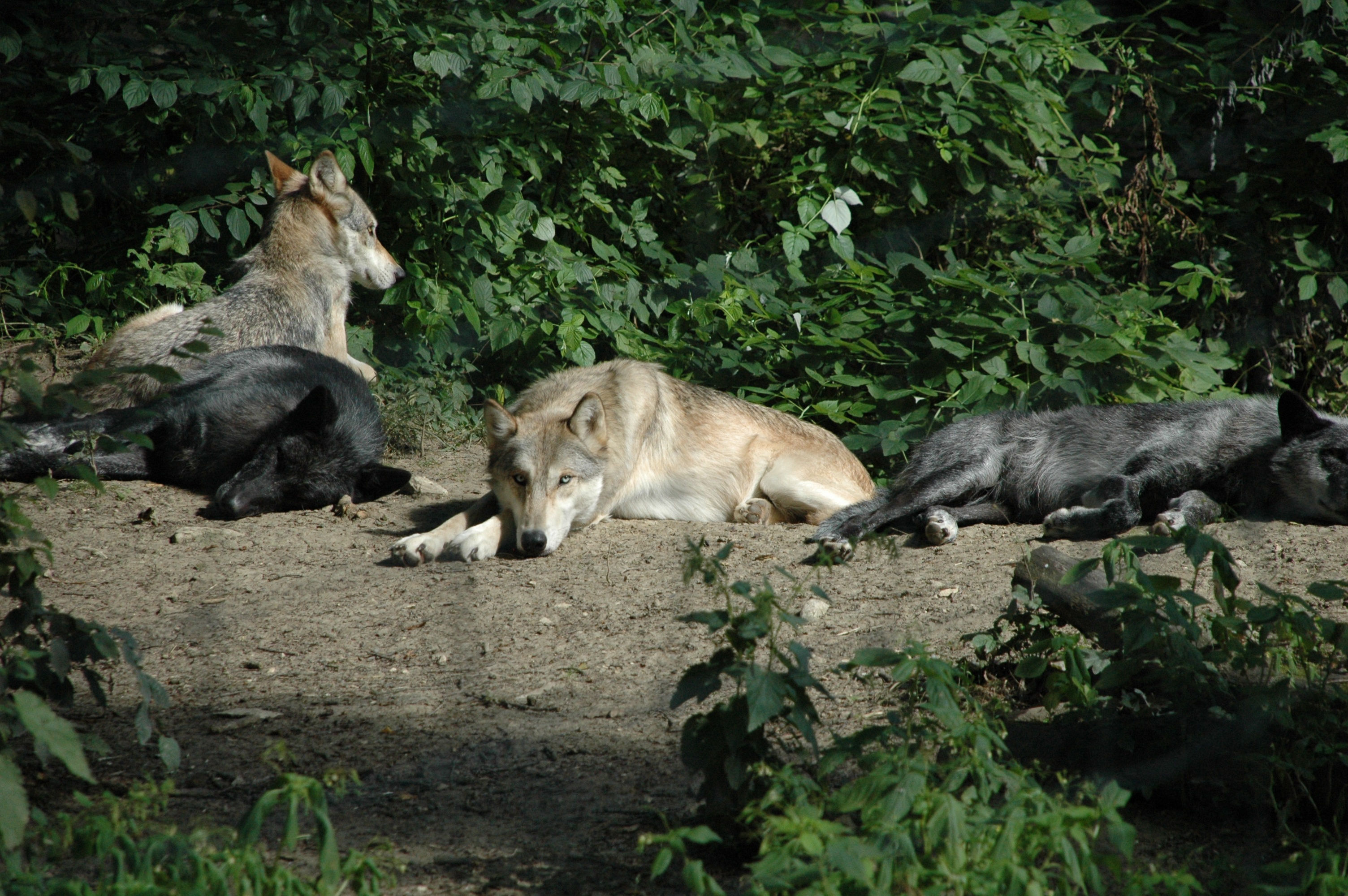 Wallpaper #Y3fvJ5MB-pgBXx6056hz176 Free Images Group Animal Wildlife Zoo Jungle Mammal Wolf Fauna