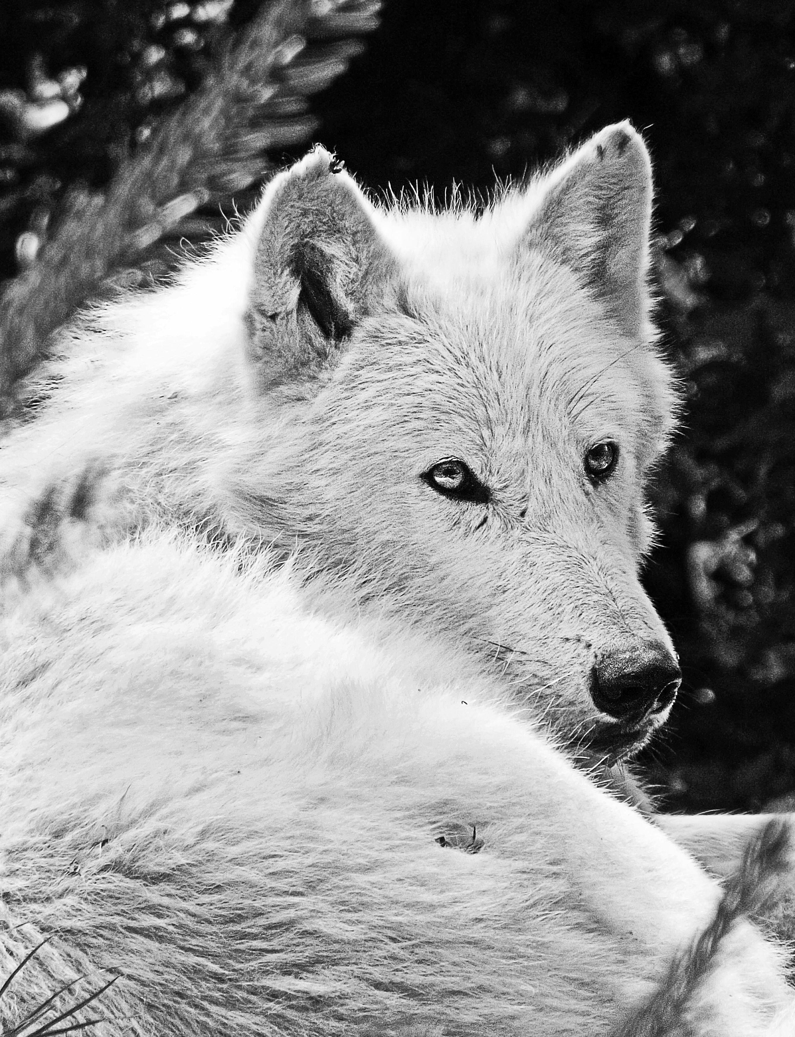 Wallpaper #xWekCpMBSpphPi3-09UJ420 Free Images Snow Winter Black and White Hair Wildlife Season