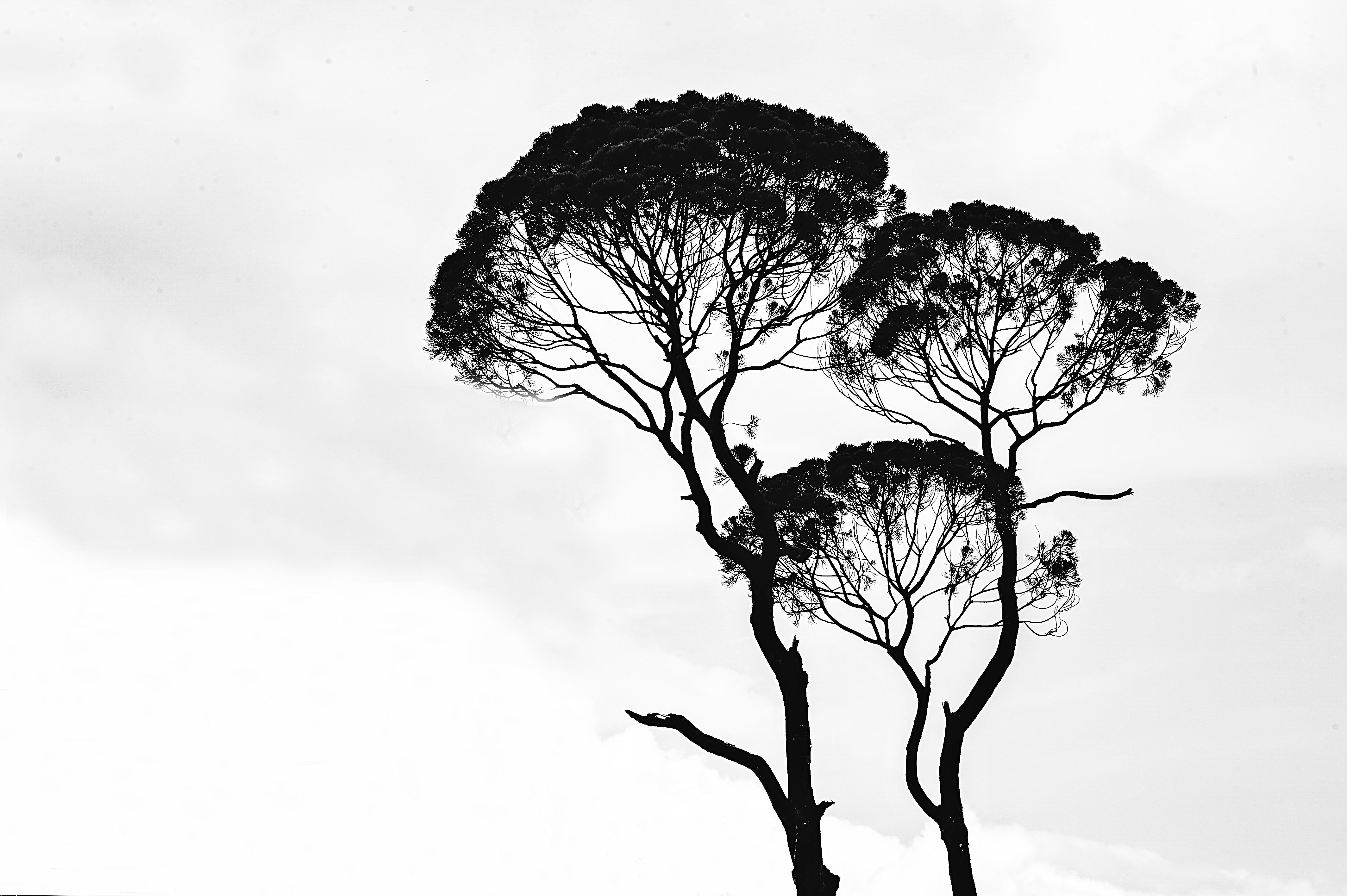 Wallpaper #NL0NpJcBxtB1RJ-K4LkL48 Free Images Art Black and White Branches Grayscale Monochrome