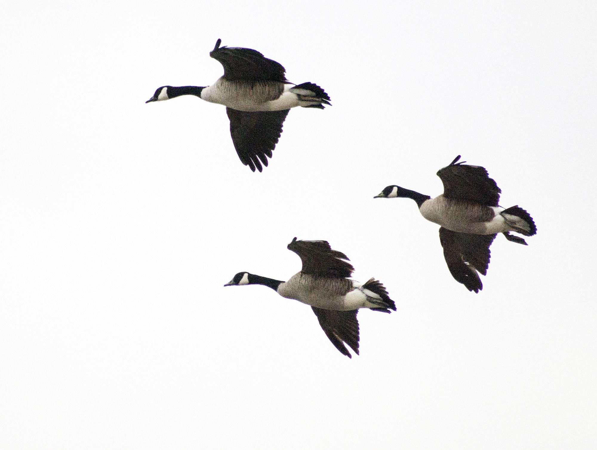 Wallpaper #Z2dL7pIBSpphPi3-rlw5287 Free Images Wing Flight Fauna Duck Wings Goose Vertebrate