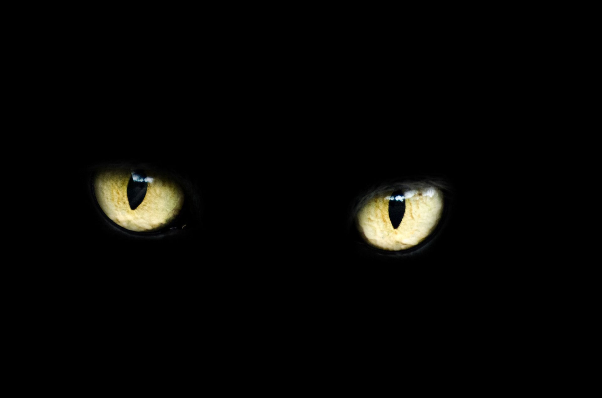 Wallpaper #0002c Glowing Wolf Eyes at Night