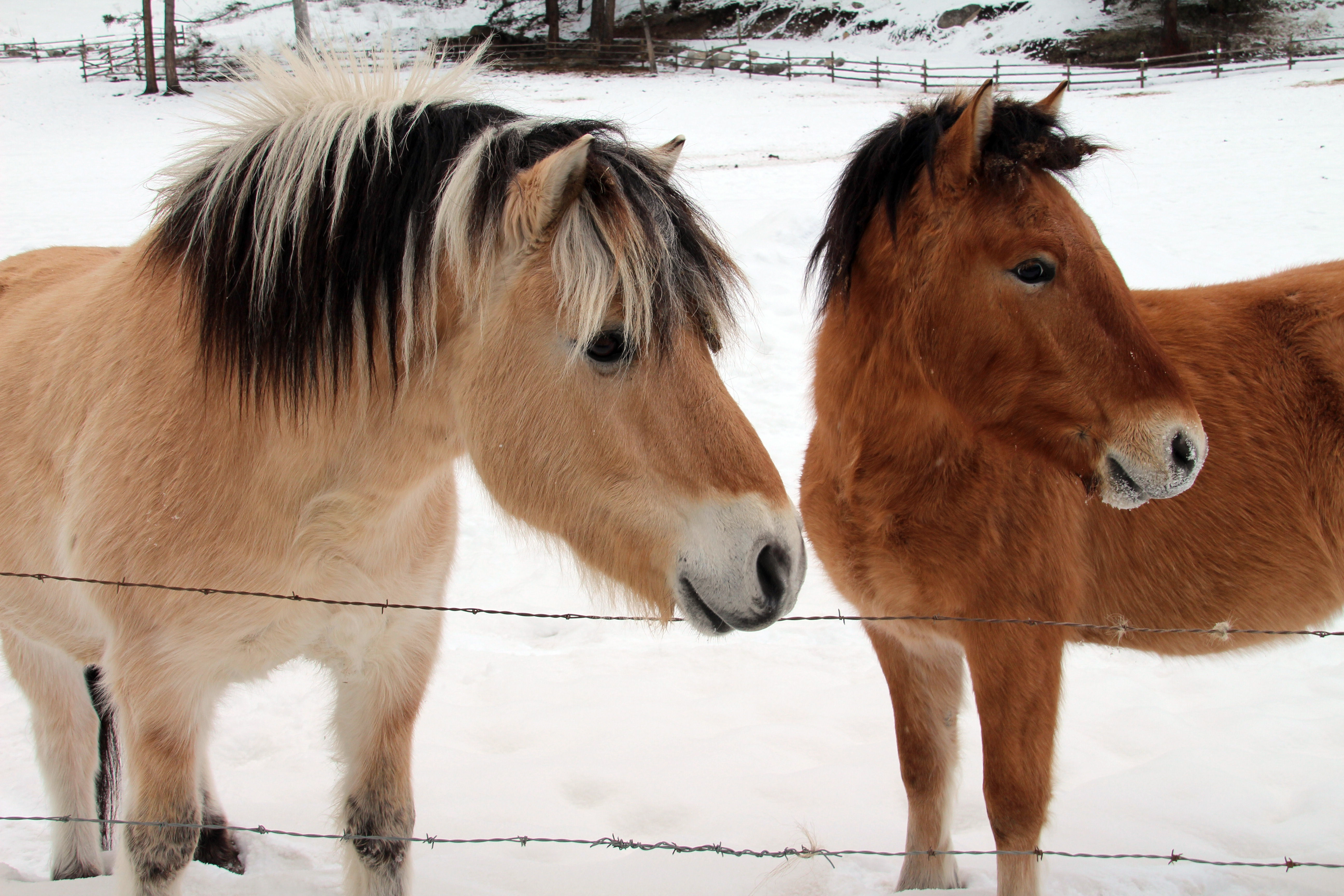 Wallpaper #QX1m8I4Bnwiau_P65AaY46 Free Images Winter Brown Stallion Mane Pony Friends Vertebrate