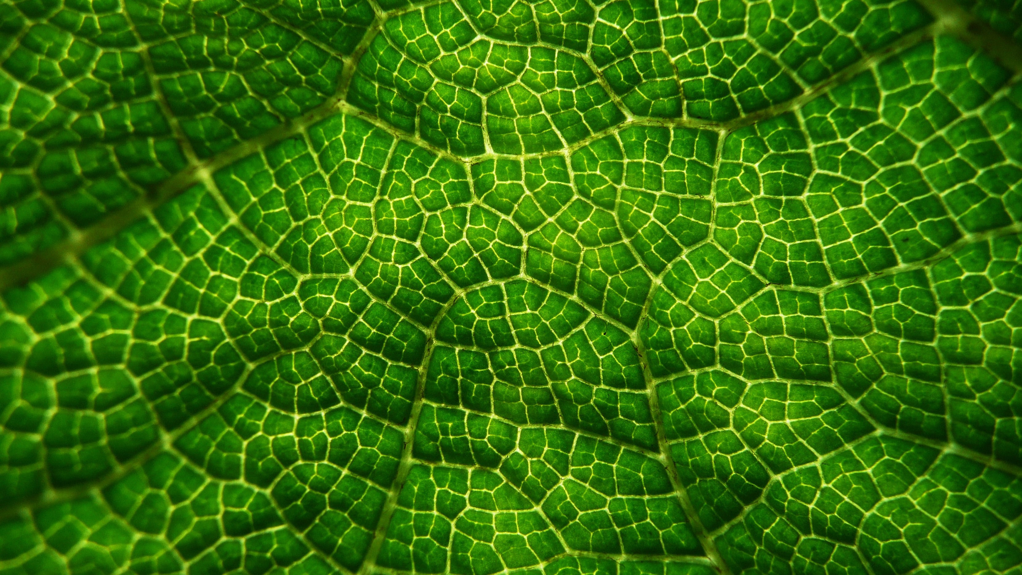 Wallpaper #am19apcBycdYOYFTxHE690 Free Images Leaf Flower Foliage Pattern Green Colorful Circle