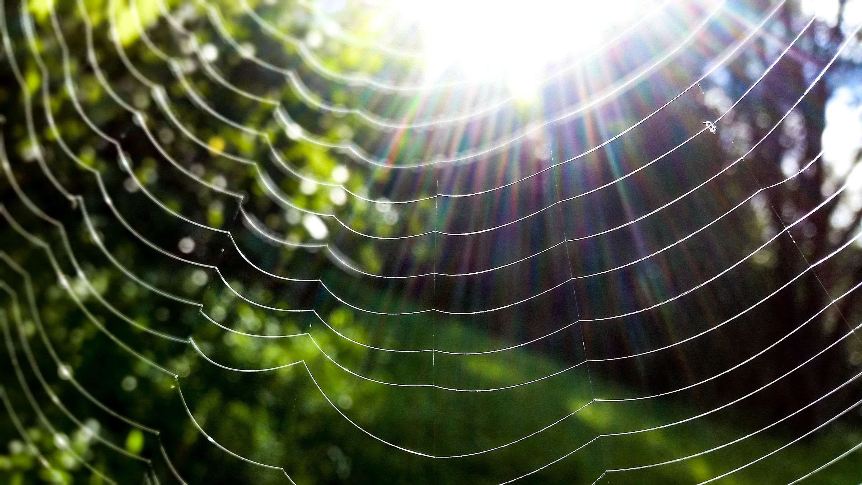 Wallpaper #sBmPEo8BtGB6xQ78TGM043 Free Images Spider Web Green Water Vegetation Light Macro