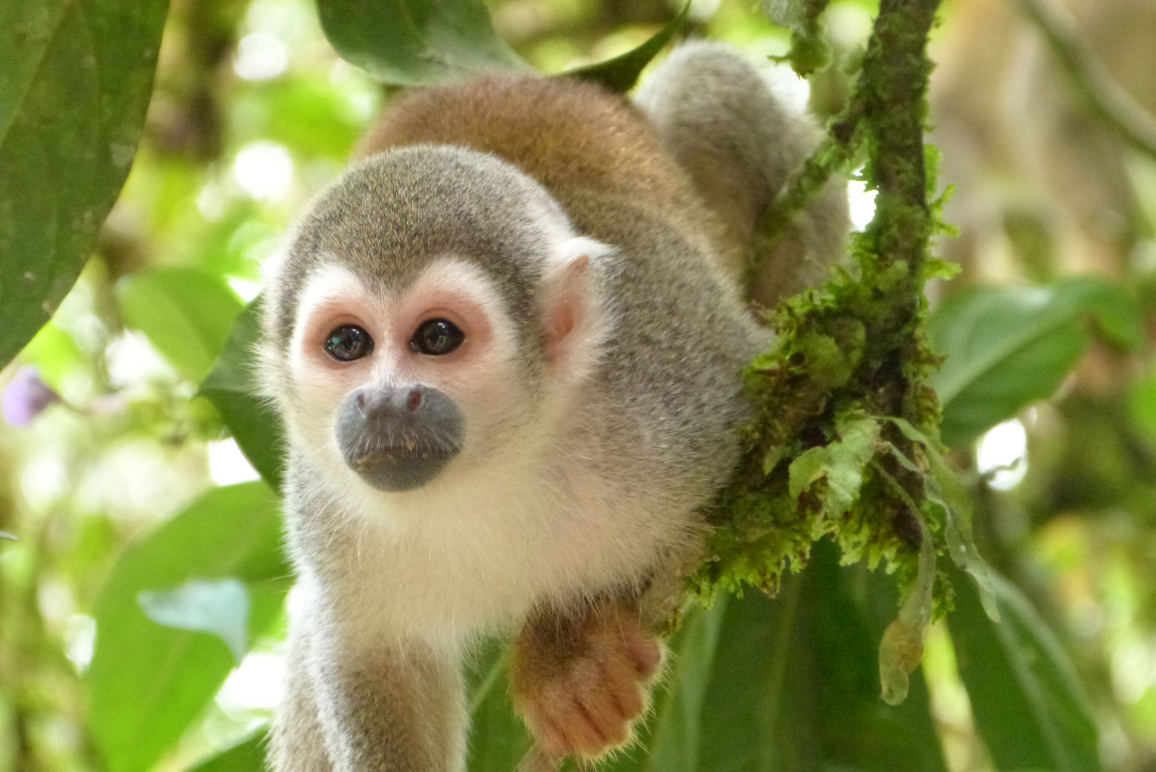 Wallpaper #sXf8J5MB-pgBXx60hKh275 Free Images Animal Wildlife Jungle Mammal Fauna Primate