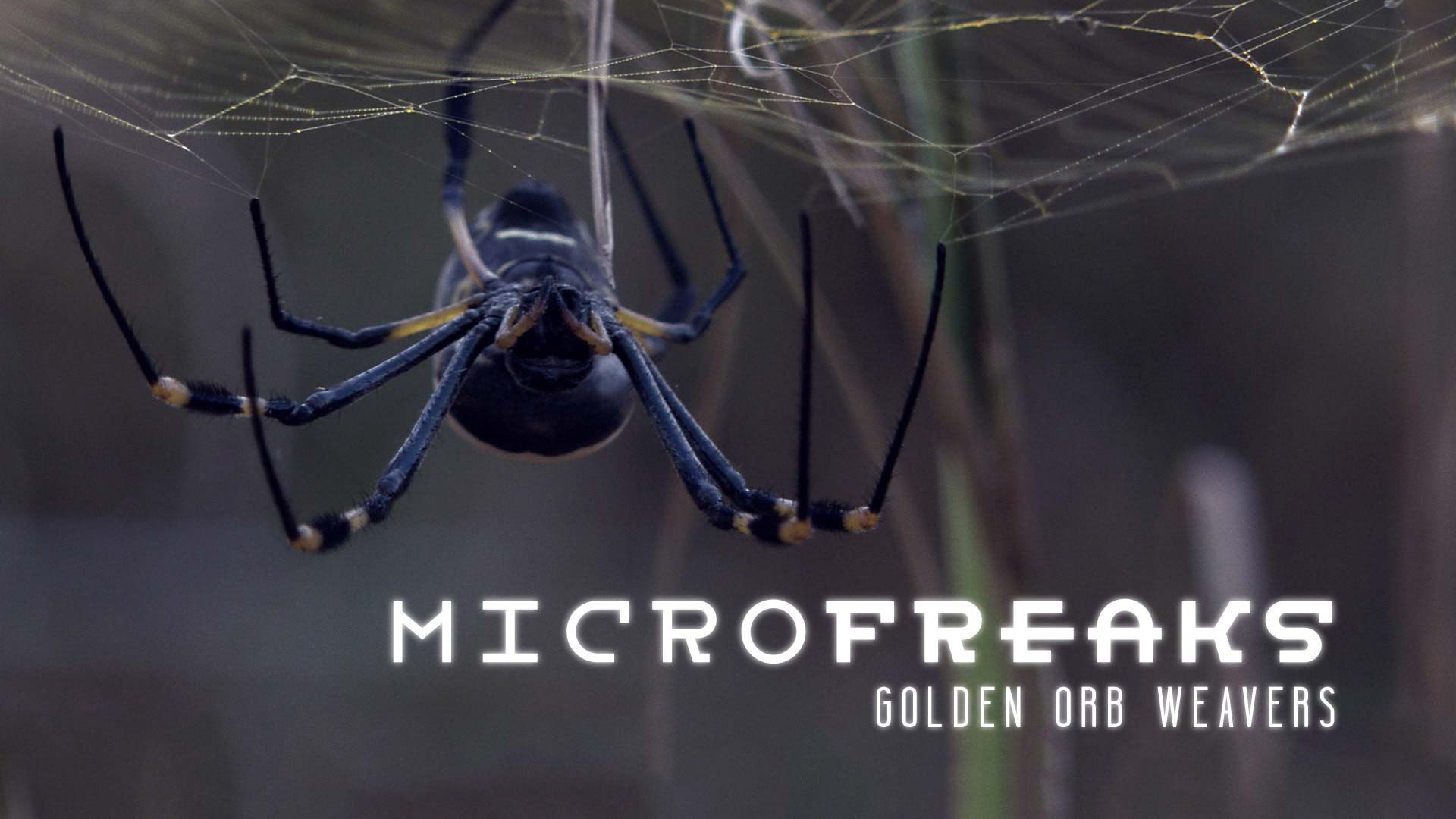 Wallpaper #1vQOOpMBKFX8bn3r-3fK284 Golden Orb Weaver Spiders Architects of Entrapment Microfreaks