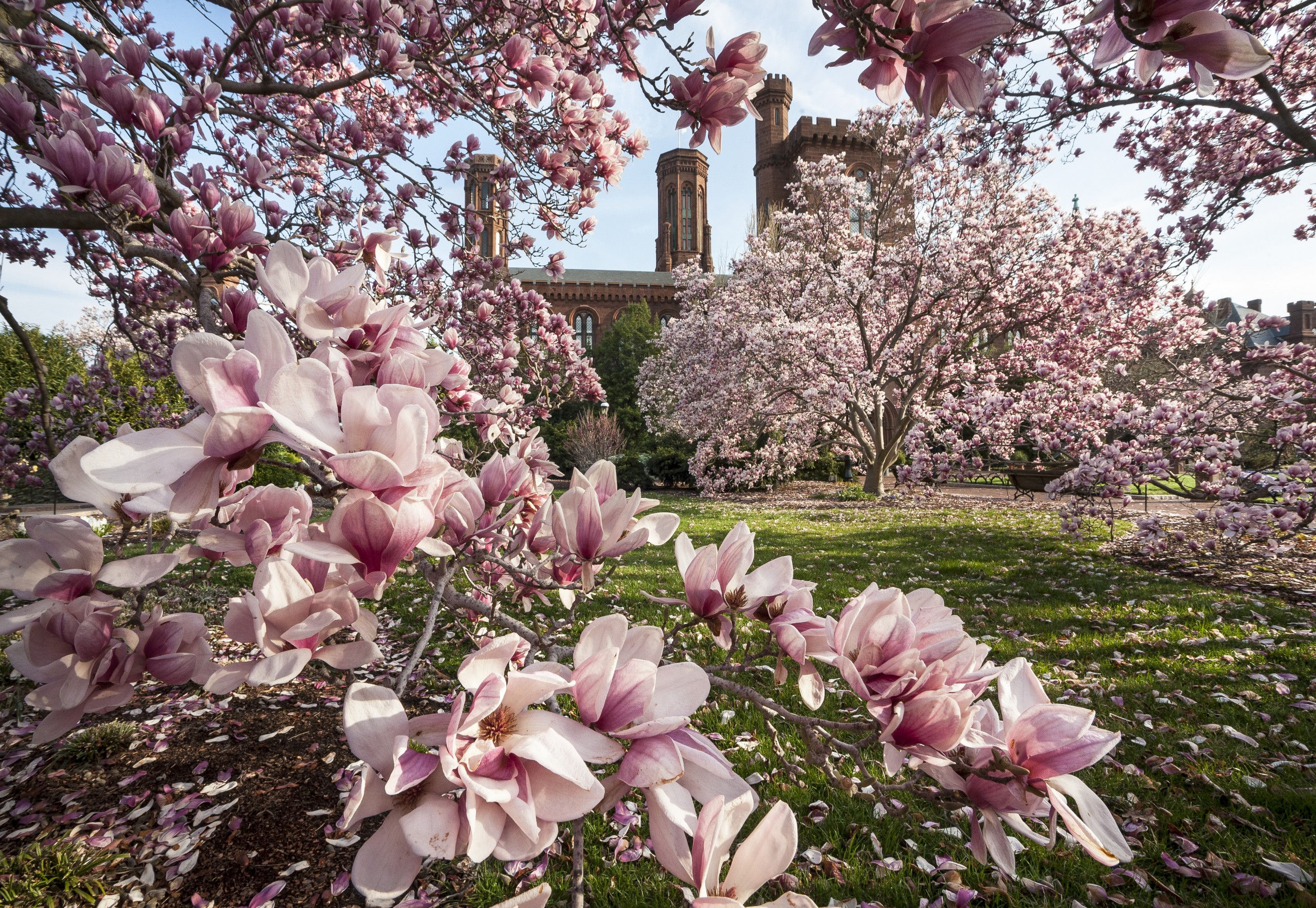 Wallpaper #35F56 Pink Magnolia Trees Crazy for Gardening