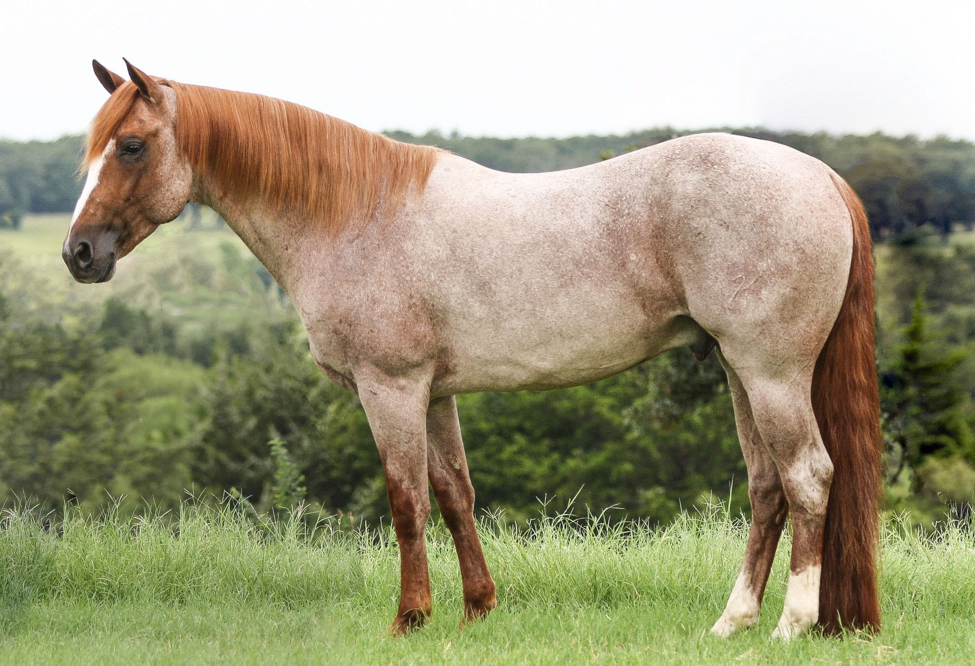 Wallpaper #Lhk9BY8BtGB6xQ78J1Hg36 6 Yo 151h Red Roan Stallion by Cat Ichi 5 Panel Nn Ranch Stud Deluxe