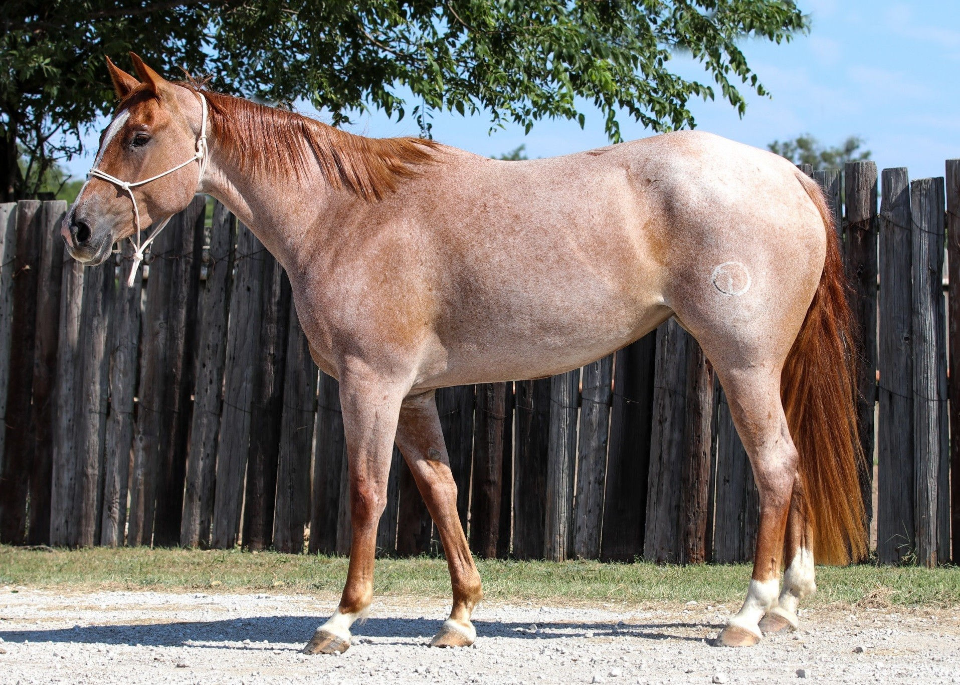 Wallpaper #Lhk9BY8BtGB6xQ78J1Hg34 Double Bred Peptoboonsmal Red Roan Splash Mare