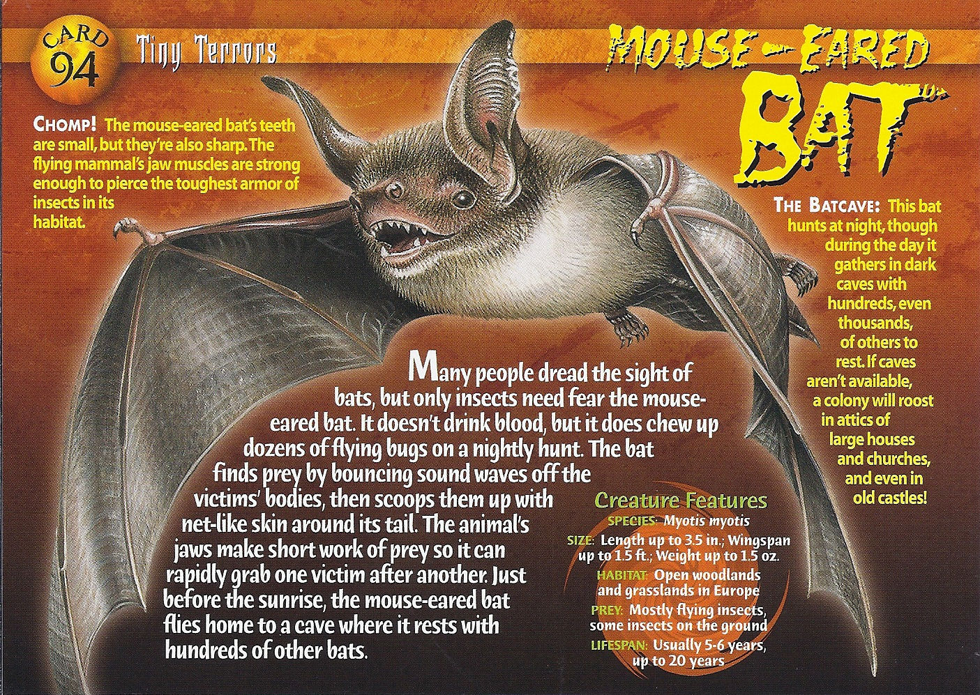 Wallpaper #dfTIOpMBKFX8bn3roXlL239 Mouse Eared Bat Weird N Wild Creatures Wiki Fandom Powered by Wikia