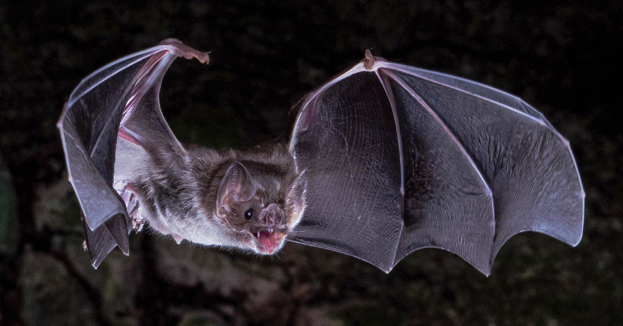 Wallpaper #W-81TJMBMN-XEVvVwD3k15 Vampire Bats Are Migrating to Texas and This is Not Necessarily Bad