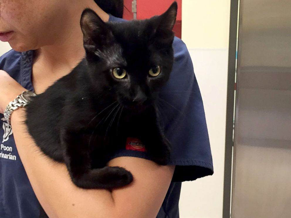 Wallpaper #2JxO4ZIBZHQxiYar27ri280 Kitten with Leg Deformity Gets 3 D Printed Prosthetic Paw to Help Him