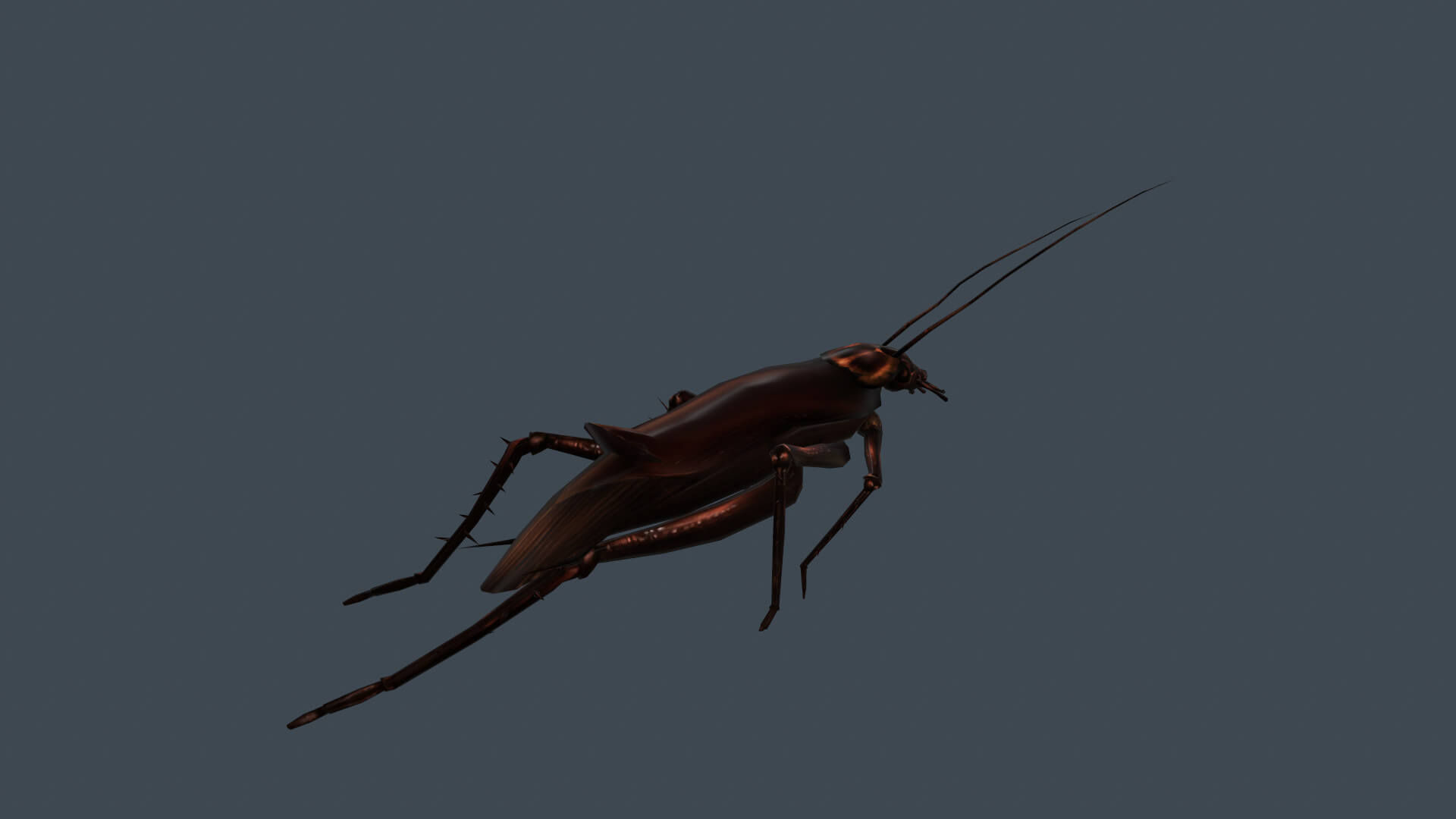 Wallpaper #SWdXCpMBSpphPi3-q9Qk67 Animated Cockroach 3D Model by Cg Bob