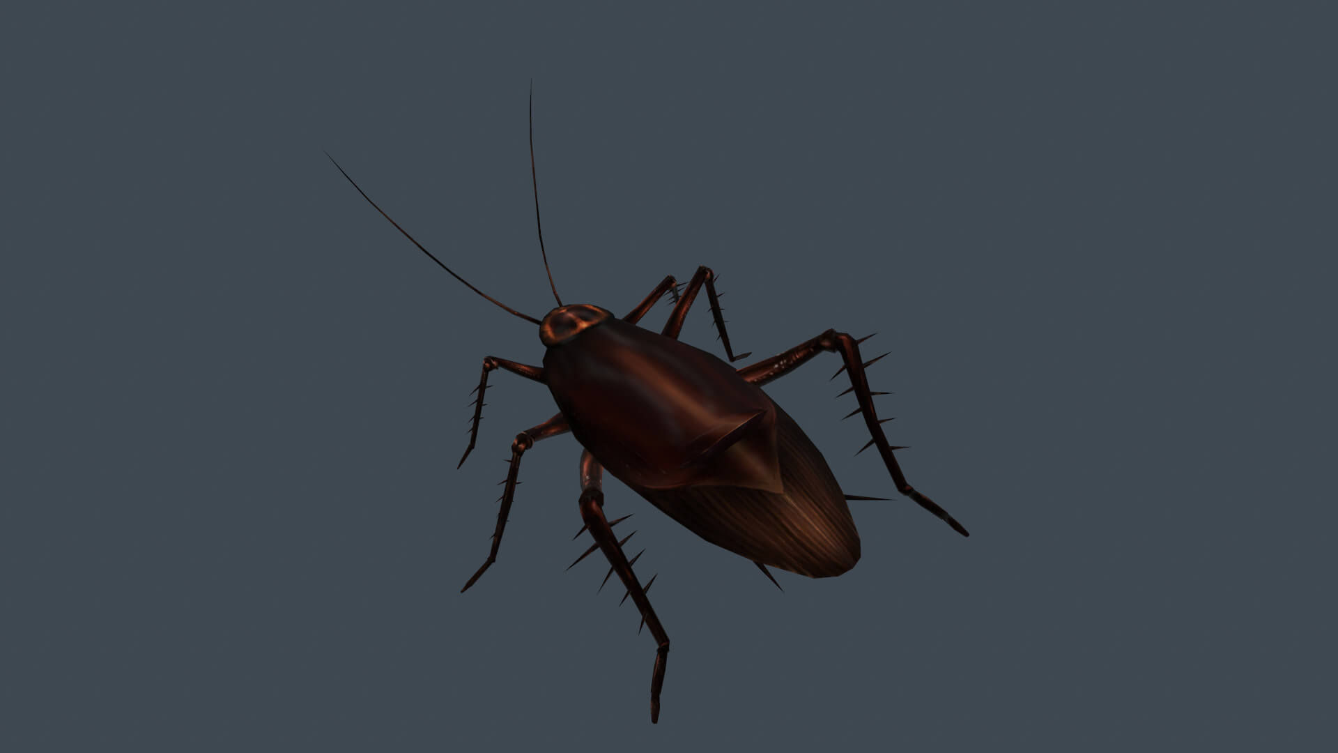 Wallpaper #SWdXCpMBSpphPi3-q9Qk0 Animated Cockroach 3D Model by Cg Bob
