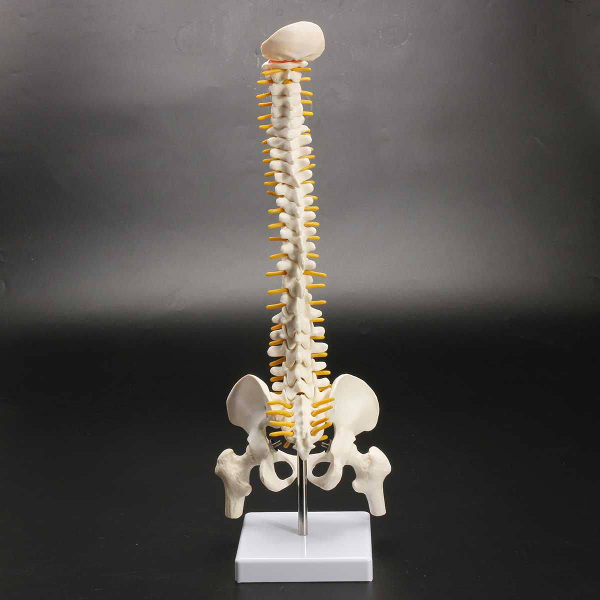 Wallpaper #HmeNC5MBSpphPi3-KNo9268 45cm Human Spine with Pelvic Model Human Anatomical Anatomy Spine