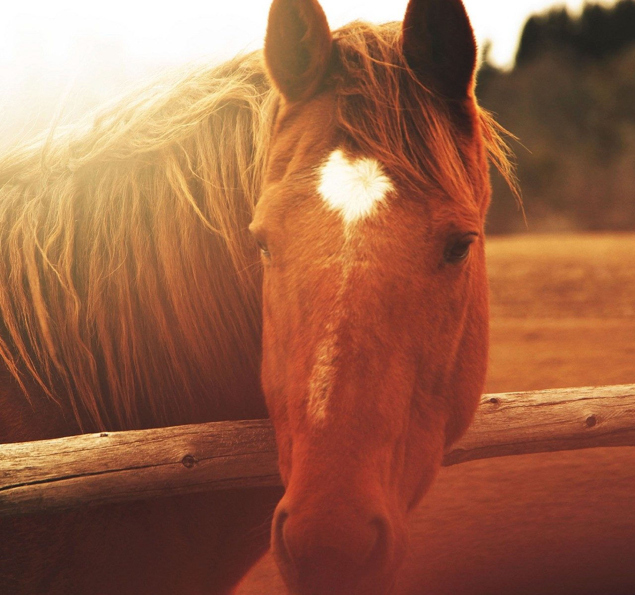 Wallpaper #P2evCJMBSpphPi3-oczY105 Horse Face Light Mane Desktop Wallpapers Computer Background Images