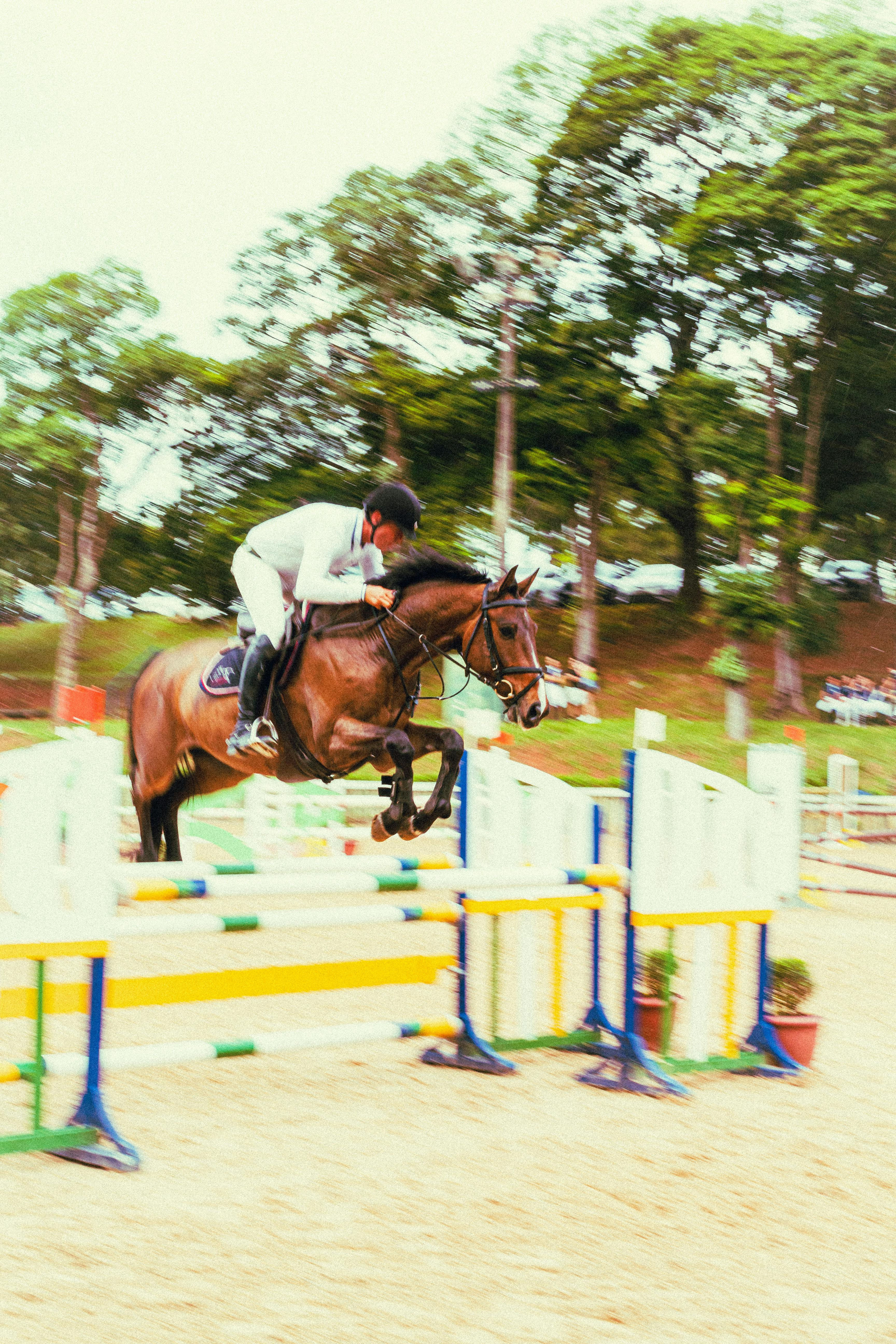 Wallpaper #Gx2aLJMBlOZrFDOk68sw176 Horse Jumping Wallpapers Photos Download the Best Free Horse Jumping