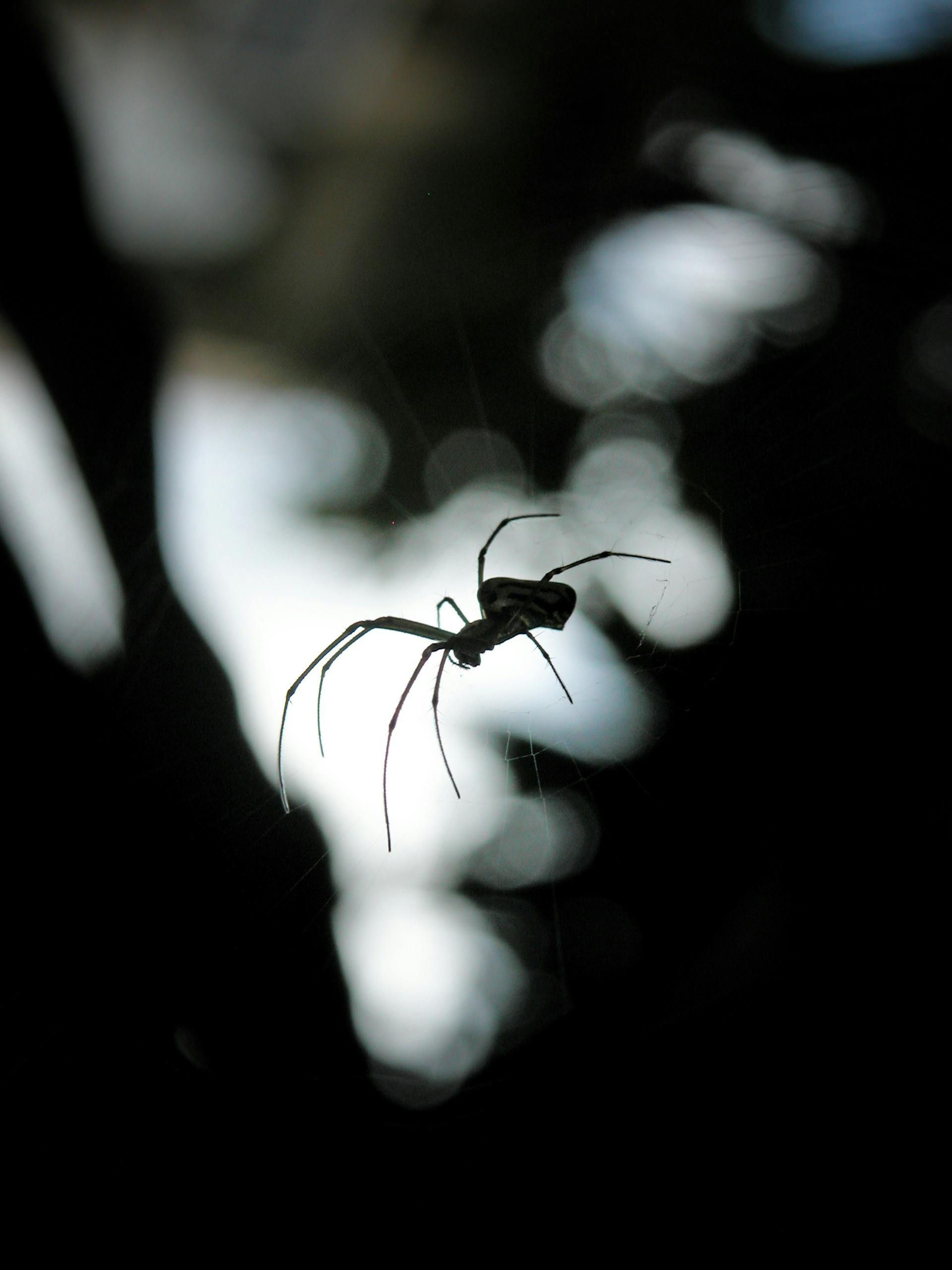 Wallpaper #WRnNEo8BtGB6xQ78GGR133 Black Spider Hanging on Web Free Stock Photo
