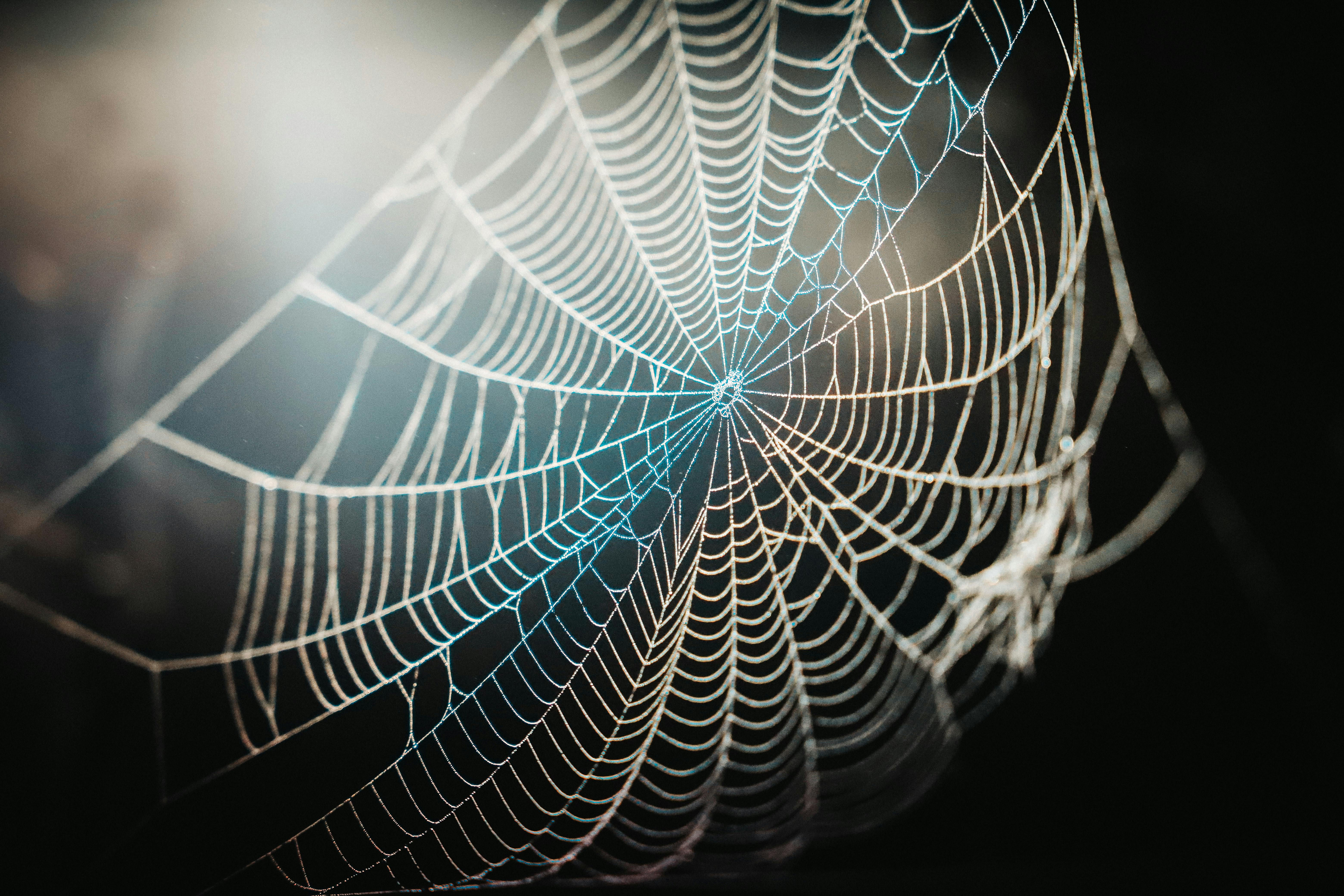 Wallpaper #sBmPEo8BtGB6xQ78TGM01 Spider Web in Close Up Photography Free Stock Photo