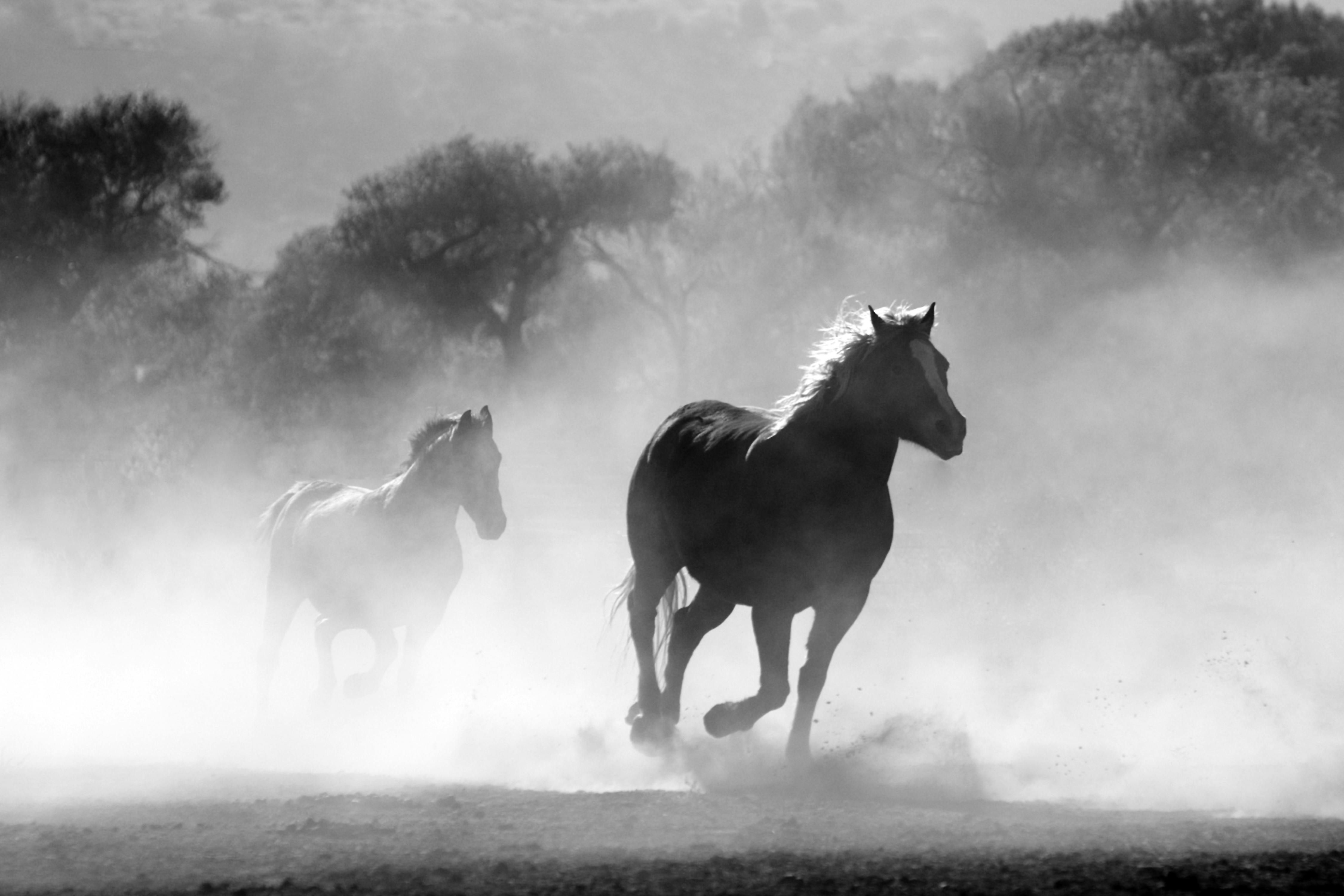 Wallpaper #Q31n8I4Bnwiau_P6UwYf39 100 Beautiful Horses Photos Pexels Free Stock Photos