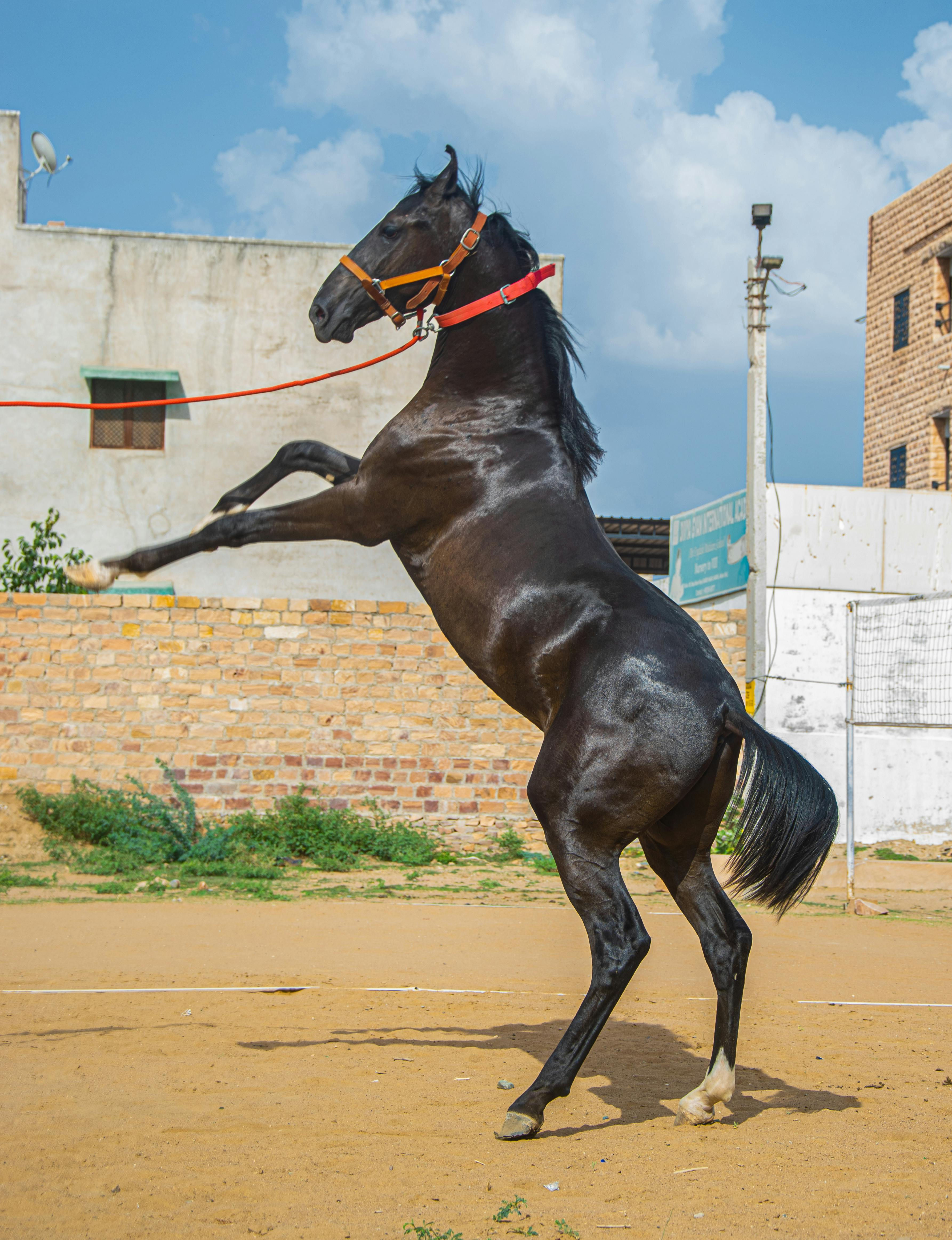 Wallpaper #-2cU-ZIBSpphPi3-KovY107 A Black Horse Rearing on the Paddock Free Stock Photo