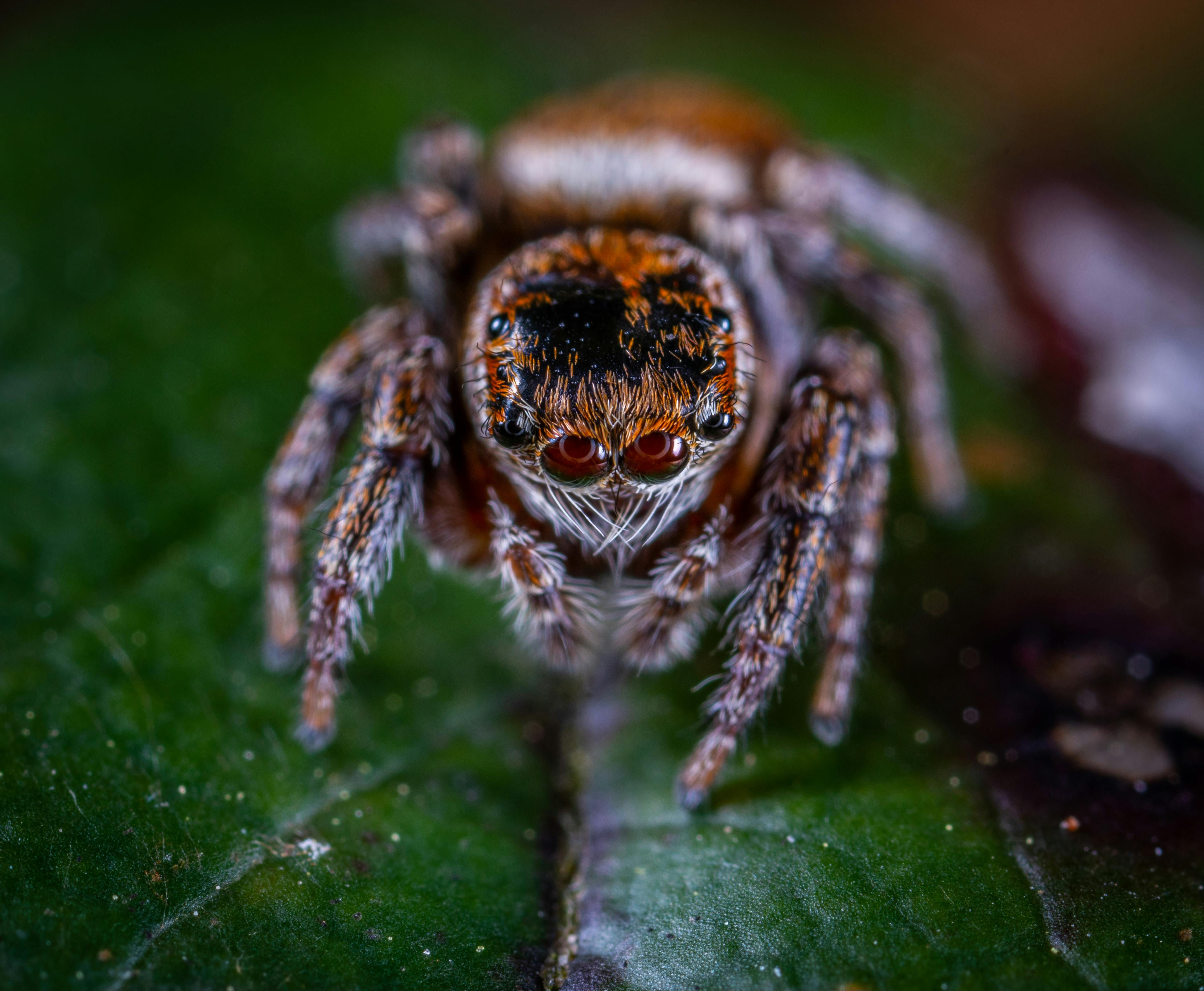Wallpaper #e2dv9JIBSpphPi3-JXru319 Macro Photography of Brown Jumping Spider Free Stock Photo