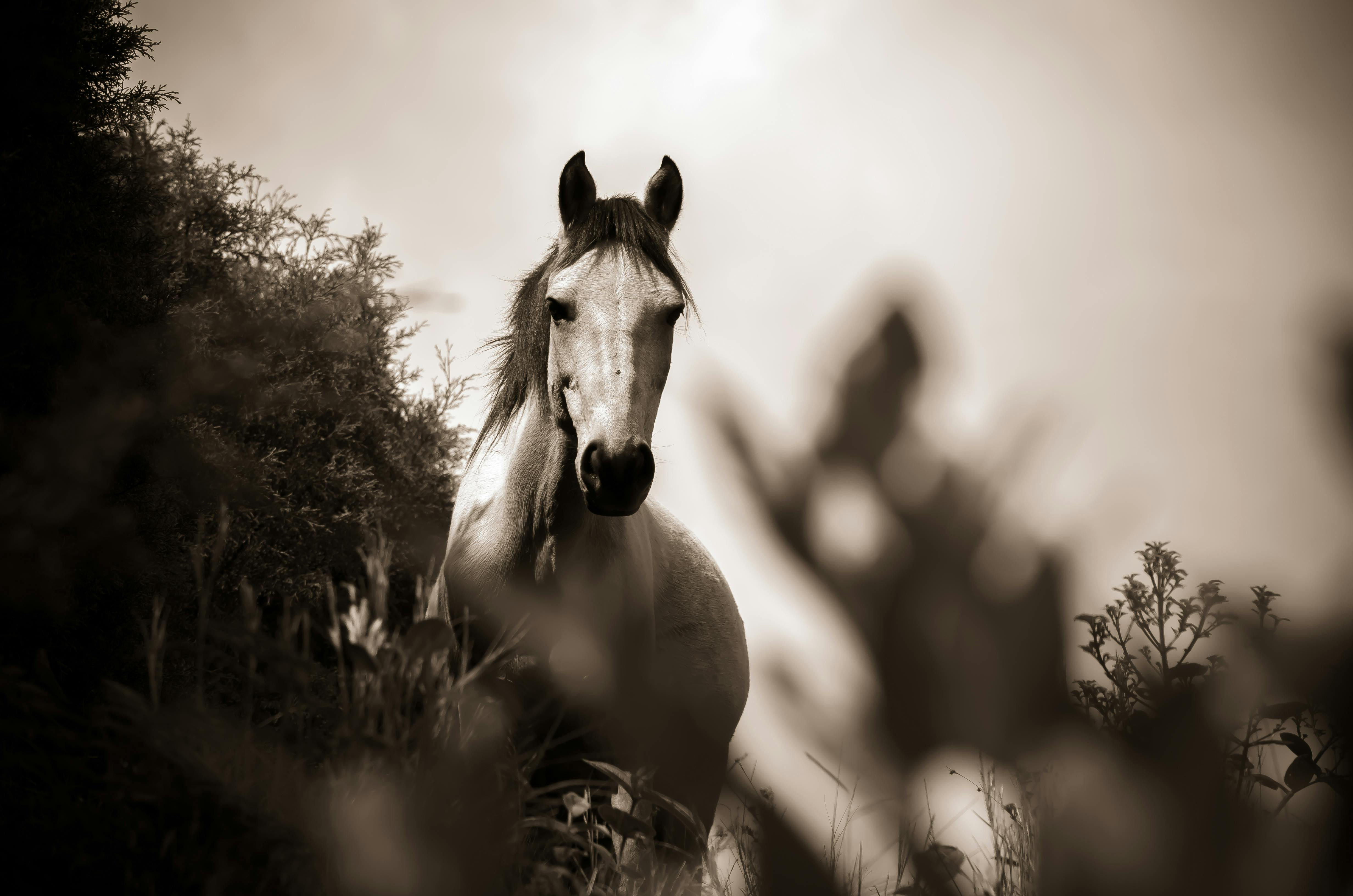Wallpaper #CR2YLJMBlOZrFDOk0ssm140 Horse Pictures Pexels Free Stock Photos