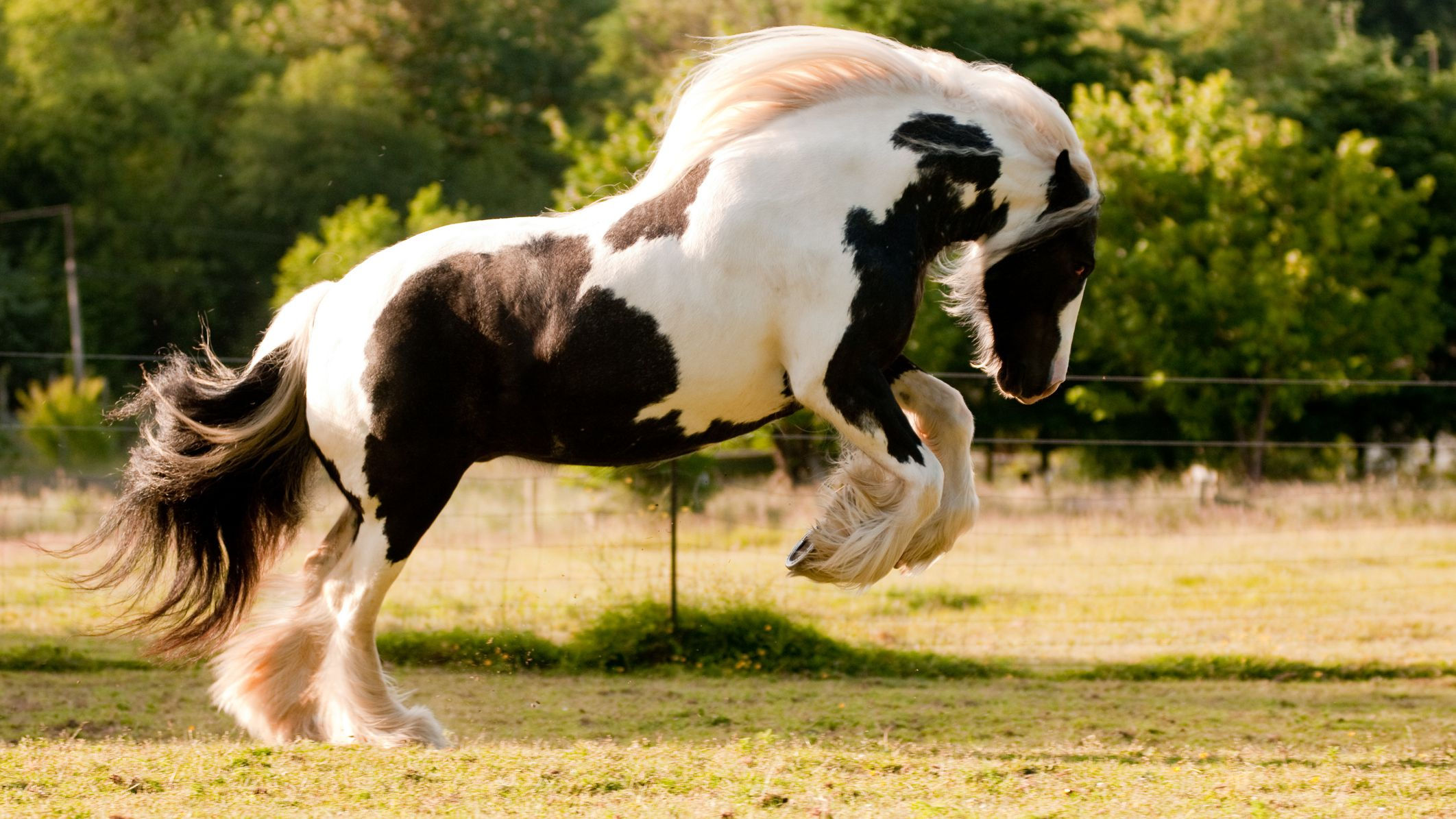 Wallpaper #8h2ULJMBlOZrFDOkIMqE390 The Gorgeous Gypsy Vanner is One of the Most Majestic Horse Breeds