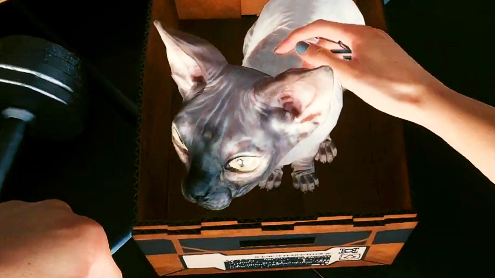 Wallpaper #2W0WaJcBycdYOYFTPW9J8 Cyberpunk 2077 Mod Lets You Pet Nibbles the Cat in Rpg Game