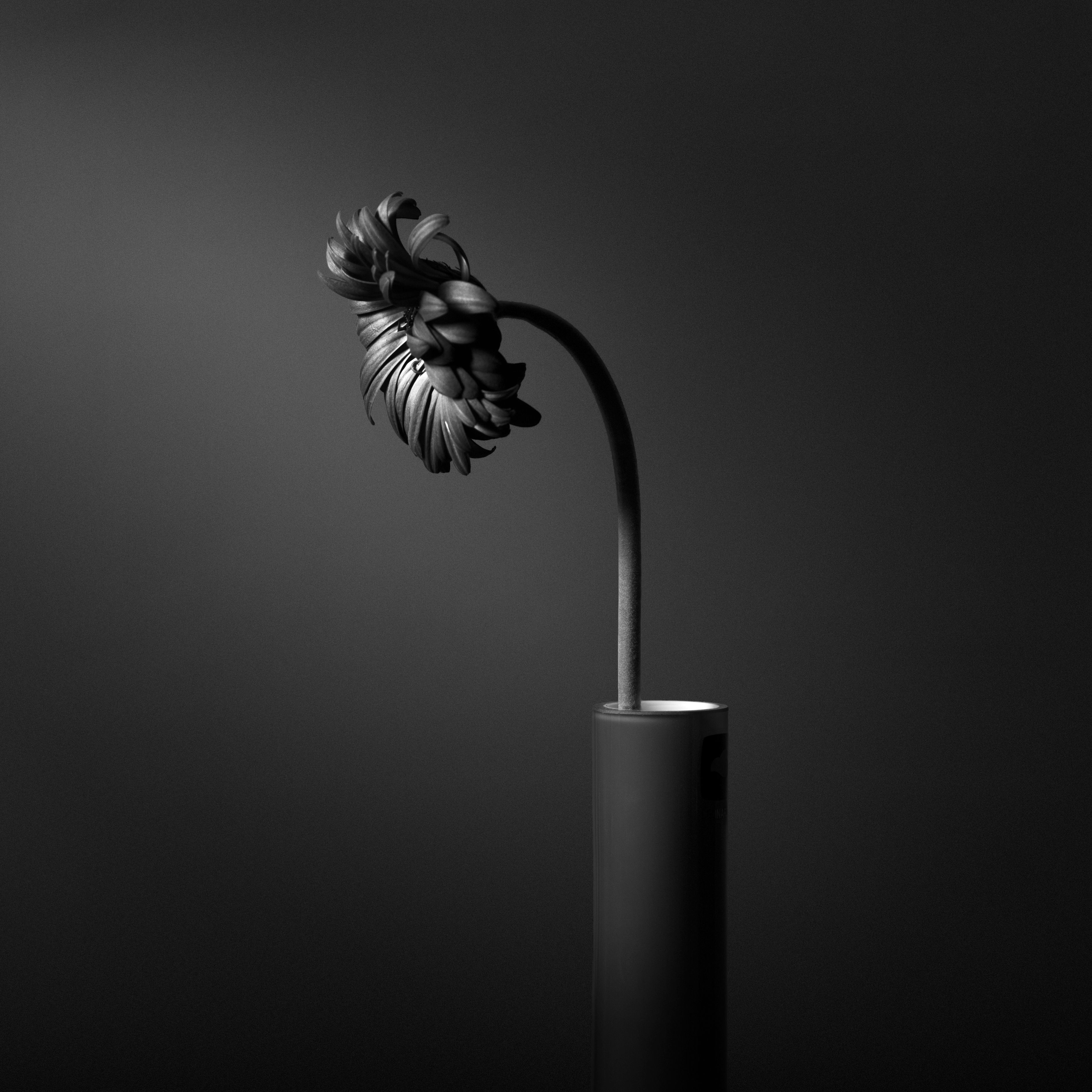 Wallpaper #tB0TLZMBlOZrFDOk0849310 Top 92 Pictures Creative Still Life Photography Black and White Excellent