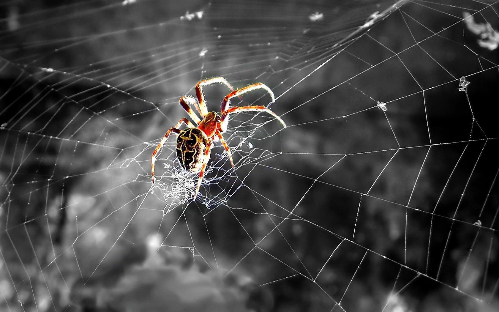 Wallpaper #bECXMZMBJhL2WPbaVMct269 Spiders Wallpapers Wallpaper Cave