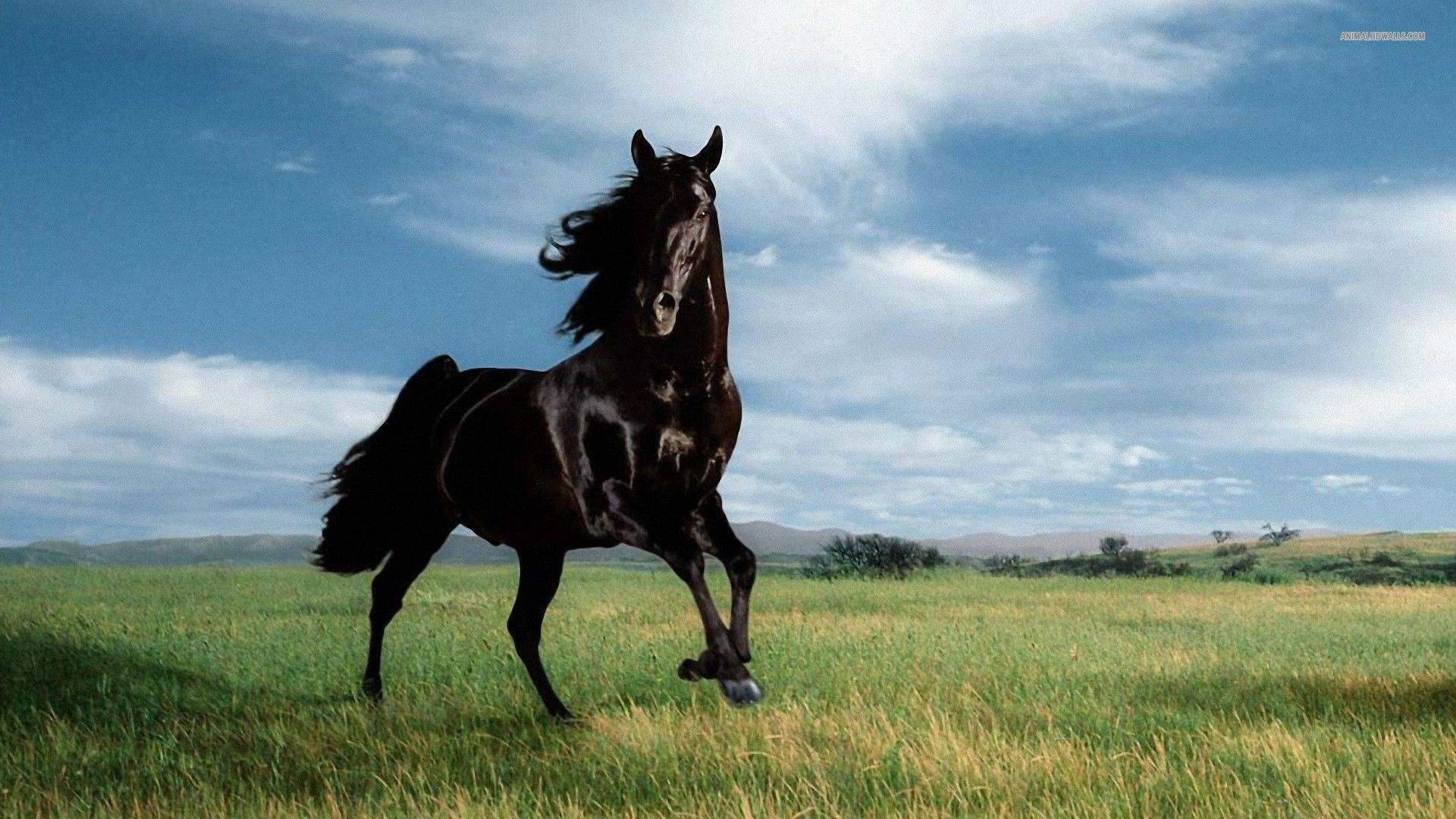 Wallpaper #bWfaEpMBSpphPi3-4_0h55 Horse Desktop Backgrounds Free Wallpaper Cave