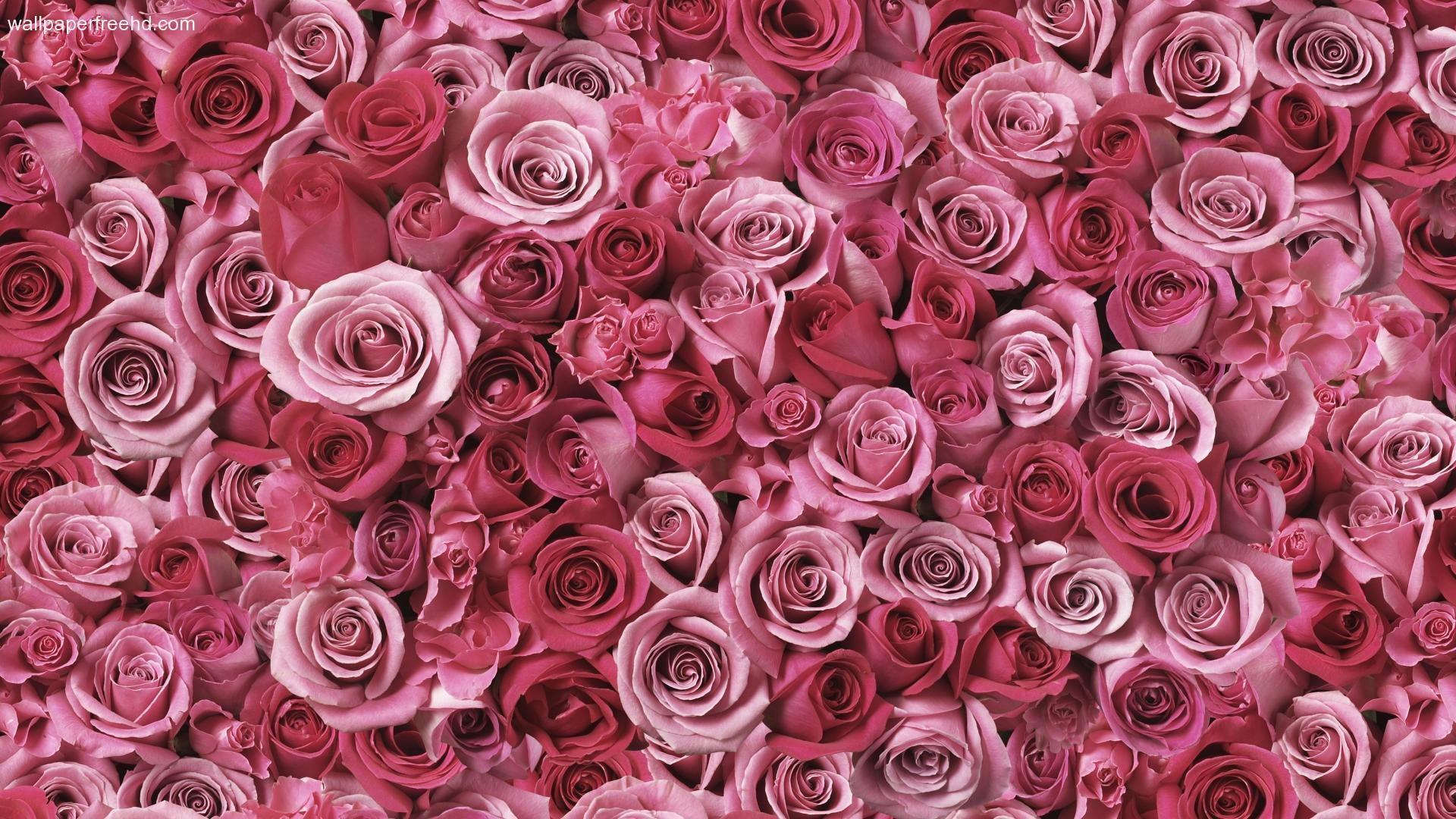 Wallpaper #0WhWIpMBSpphPi3-yzIc253 Pink Rose Backgrounds Wallpaper Cave