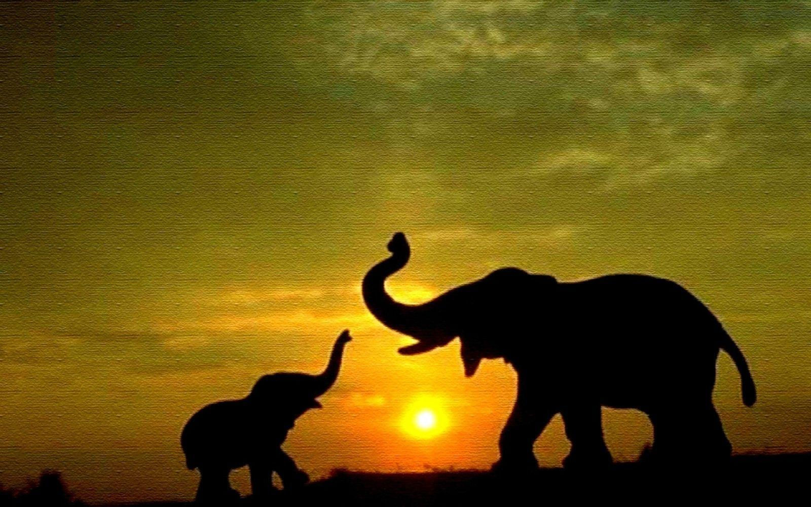 Wallpaper #sHfNJ5MB-pgBXx60h6cK56 Elephant Desktop Wallpapers Wallpaper Cave