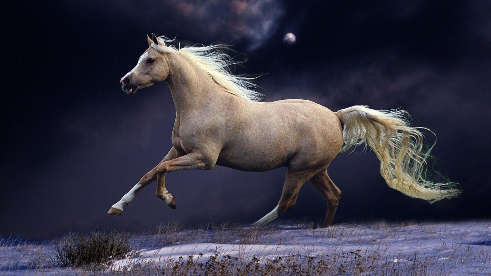 Wallpaper #Ln1h8I4Bnwiau_P6-Aaj12 Free Horse Screensavers and Wallpapers Wallpaper Cave