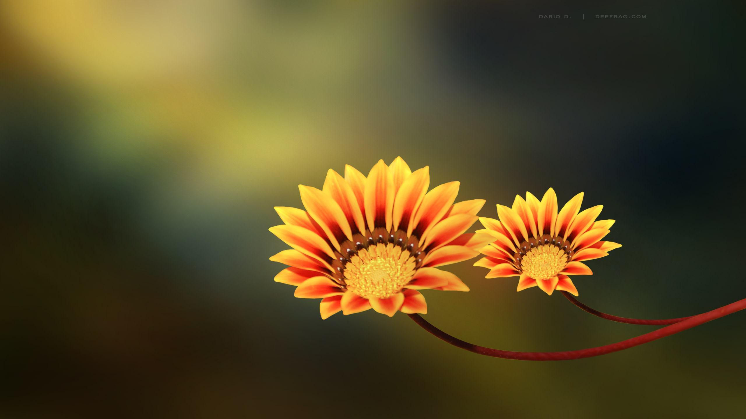 Wallpaper #02hXIpMBSpphPi3-KzJC160 Full HD Flowers Wallpapers Wallpaper Cave